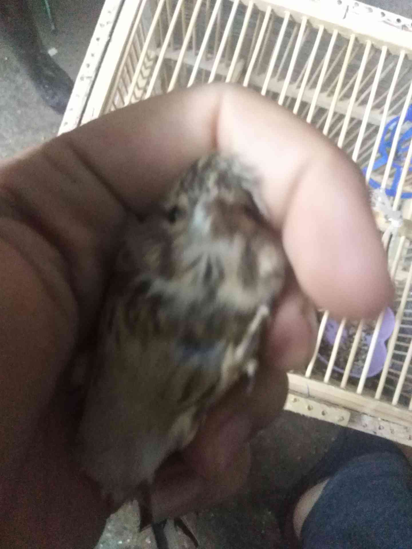 جوز تفح هادي بالقفص الذكر بحني
لا تنسَ أنك شاهدت هذا الإعلان في عنكبوت
جوز تفح بصلاه ع النبي...