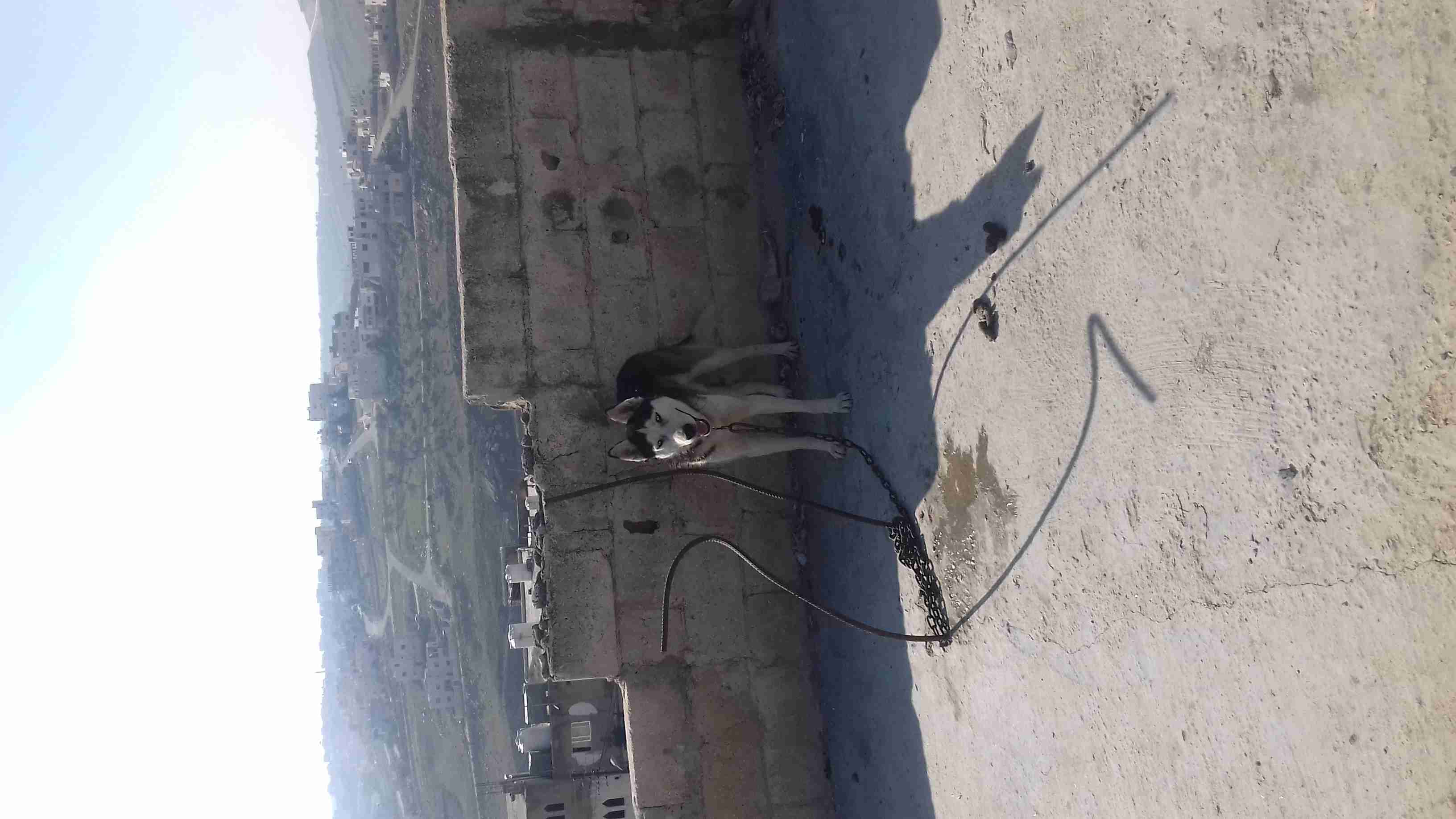 ذكر هاسكي نخب وأنثى ولف بلاك حكيت..
لا تنسَ أنك شاهدت هذا الإعلان في عنكبوت
ذكر هاسكي عمر سنه...