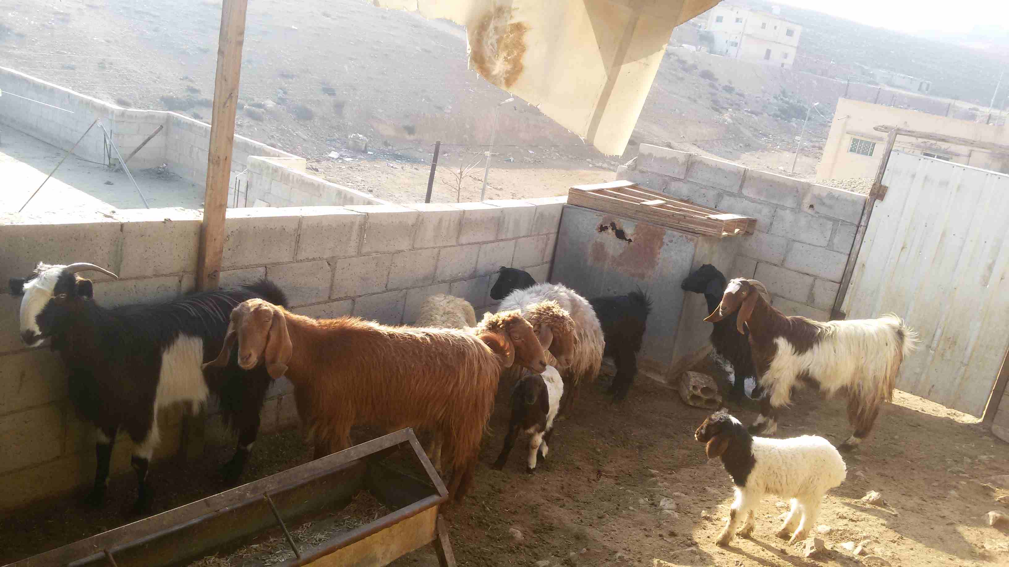 ماعز وغنم للبيع
لا تنسَ أنك شاهدت هذا الإعلان في عنكبوت
5 ثنايا هادات
1عنز هاده
2 نعجتين معهن خ...