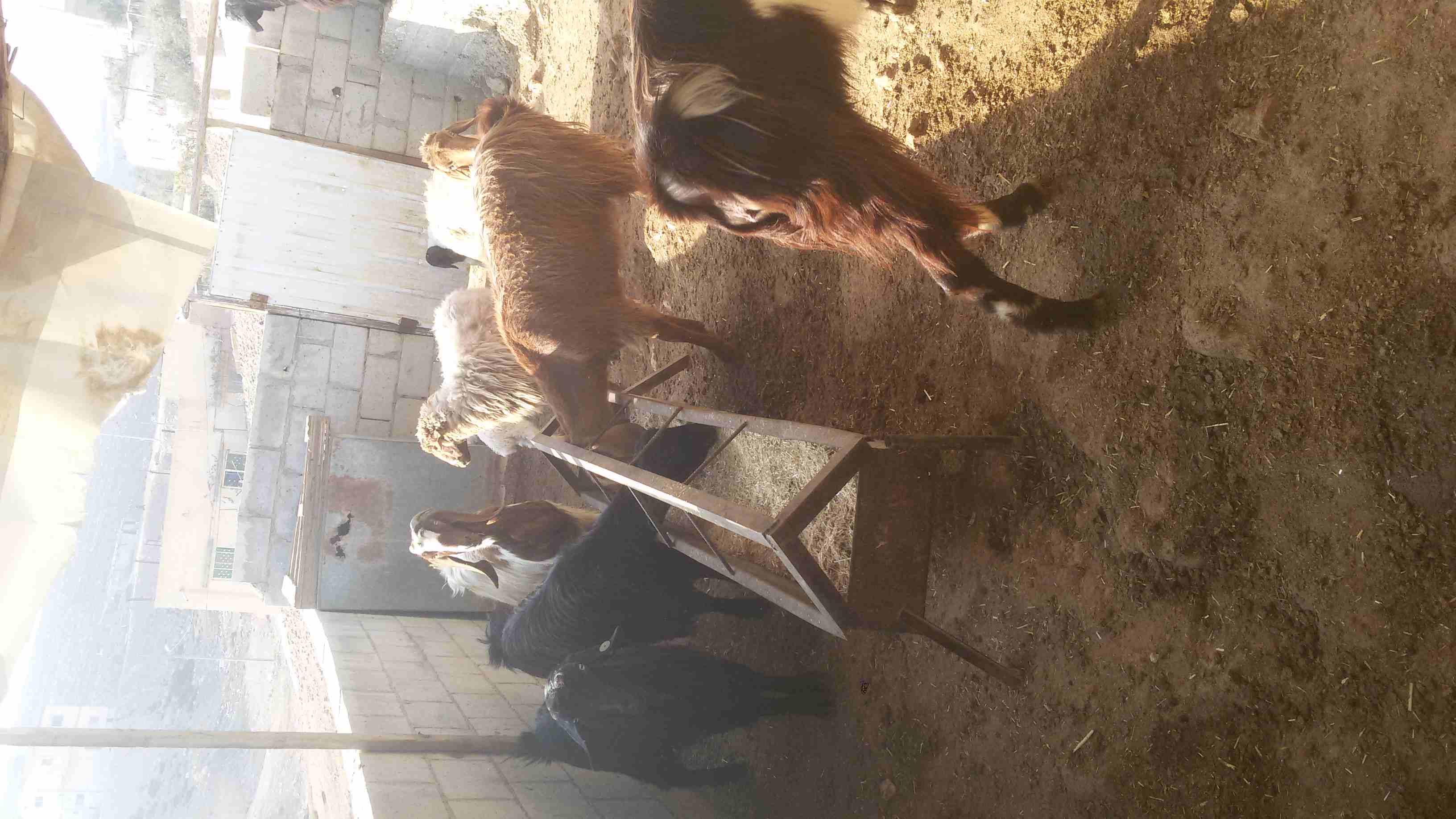 ماعز وغنم للبيع
لا تنسَ أنك شاهدت هذا الإعلان في عنكبوت
5 ثنايا هادات
1عنز هاده
2 نعجتين معهن خ...