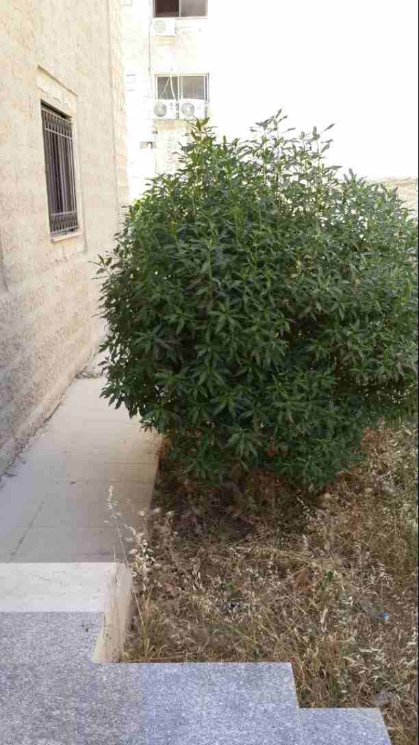 شقه ارضيه مع حديقه واسعه للبيع مساحه 130م في شارع عبدالله غوشه
لا تنسَ أنك شاهدت هذا الإعلان في عنكبوت...