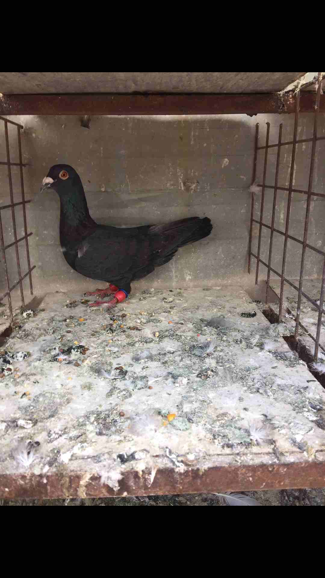 9طيور كش للبيع بسعر مغري
لا تنسَ أنك شاهدت هذا الإعلان في عنكبوت
الطيور كش كلهم فحول
عدد 9 للبيع...