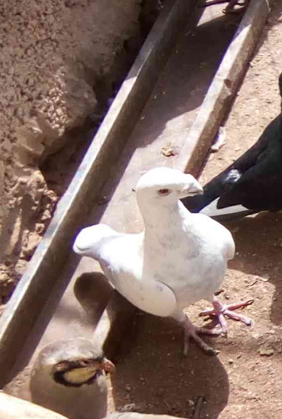 فحل هومر                                            


	 				لا تنسَ أنك شاهدت هذا الإعلان في عنكبوت            
	 				
                                فحل هومر شغال ماتت طيرته من الاخر 7...