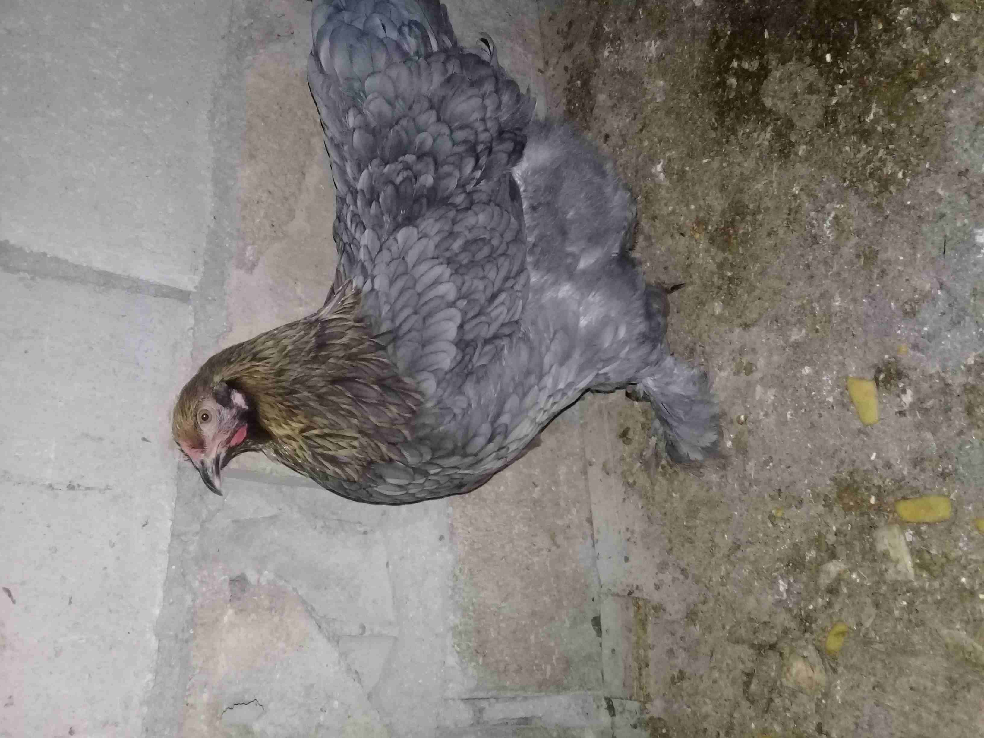 دجاج براهمه للبيع على وجه شغل صحه بالصلاة على النبي
لا تنسَ أنك شاهدت هذا الإعلان في عنكبوت
دجاج...