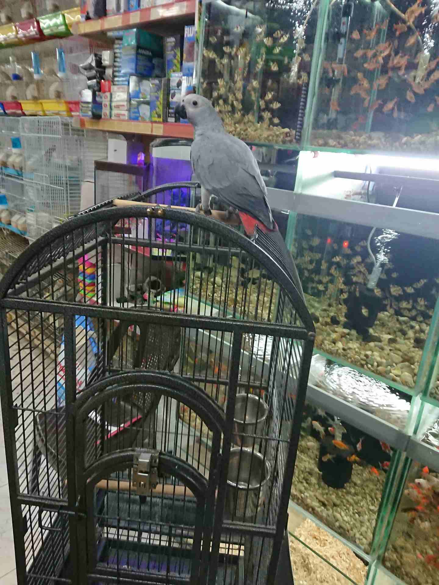 فرخ كاسكو مزارع للمربين الكاسكو فرخ الحلم عين سودة حجل دهبي رأس الطير.                                            


	 				لا تنسَ أنك شاهدت هذا الإعلان في عنكبوت...