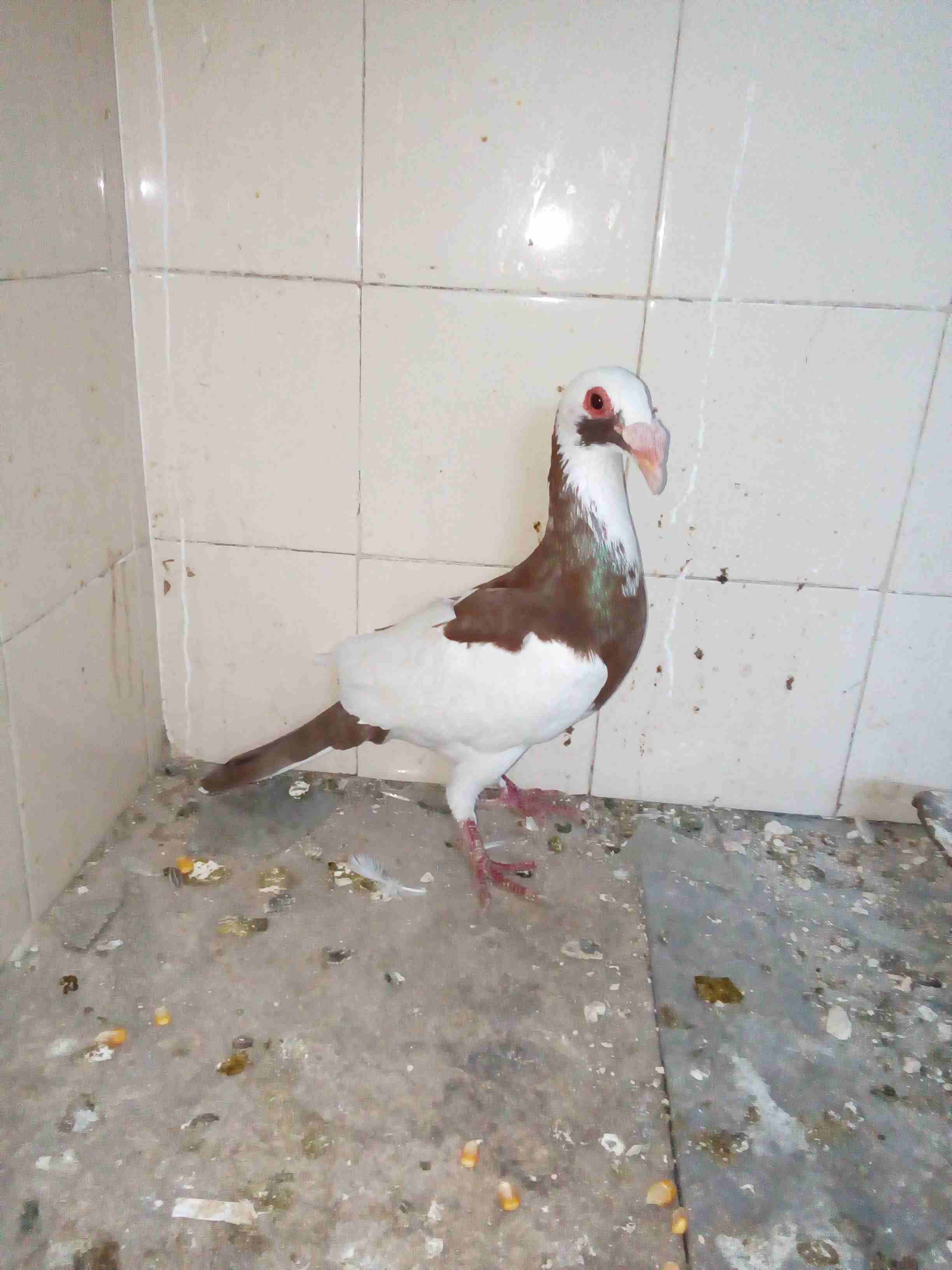 طيره شغاله                                            


	 				لا تنسَ أنك شاهدت هذا الإعلان في عنكبوت            
	 				
                            طيره للبيع                        

	 				رق...