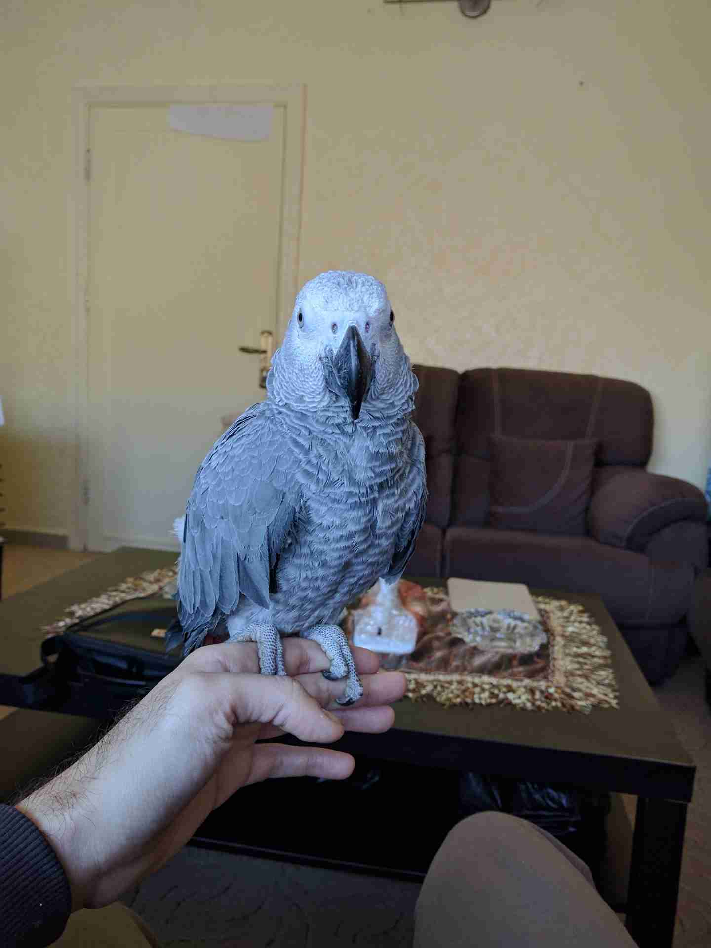 كاسكو محجل (مزارع)
لا تنسَ أنك شاهدت هذا الإعلان في عنكبوت
طير اليف حجل سلفر لا جعره و لا عض...