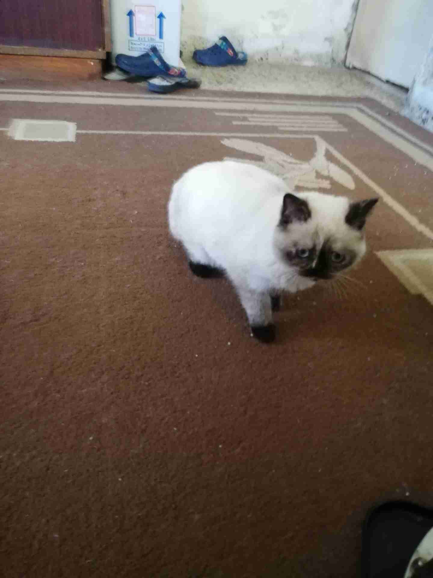 انثى سيامي بيور عمر ست شهور سعر حرق
لا تنسَ أنك شاهدت هذا الإعلان في عنكبوت
قطه سيامي انثى عم...