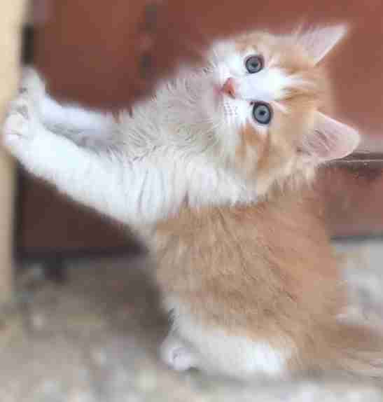 3 Vaccinated kittens
لا تنسَ أنك شاهدت هذا الإعلان في عنكبوت
Hello, if you are interested in...