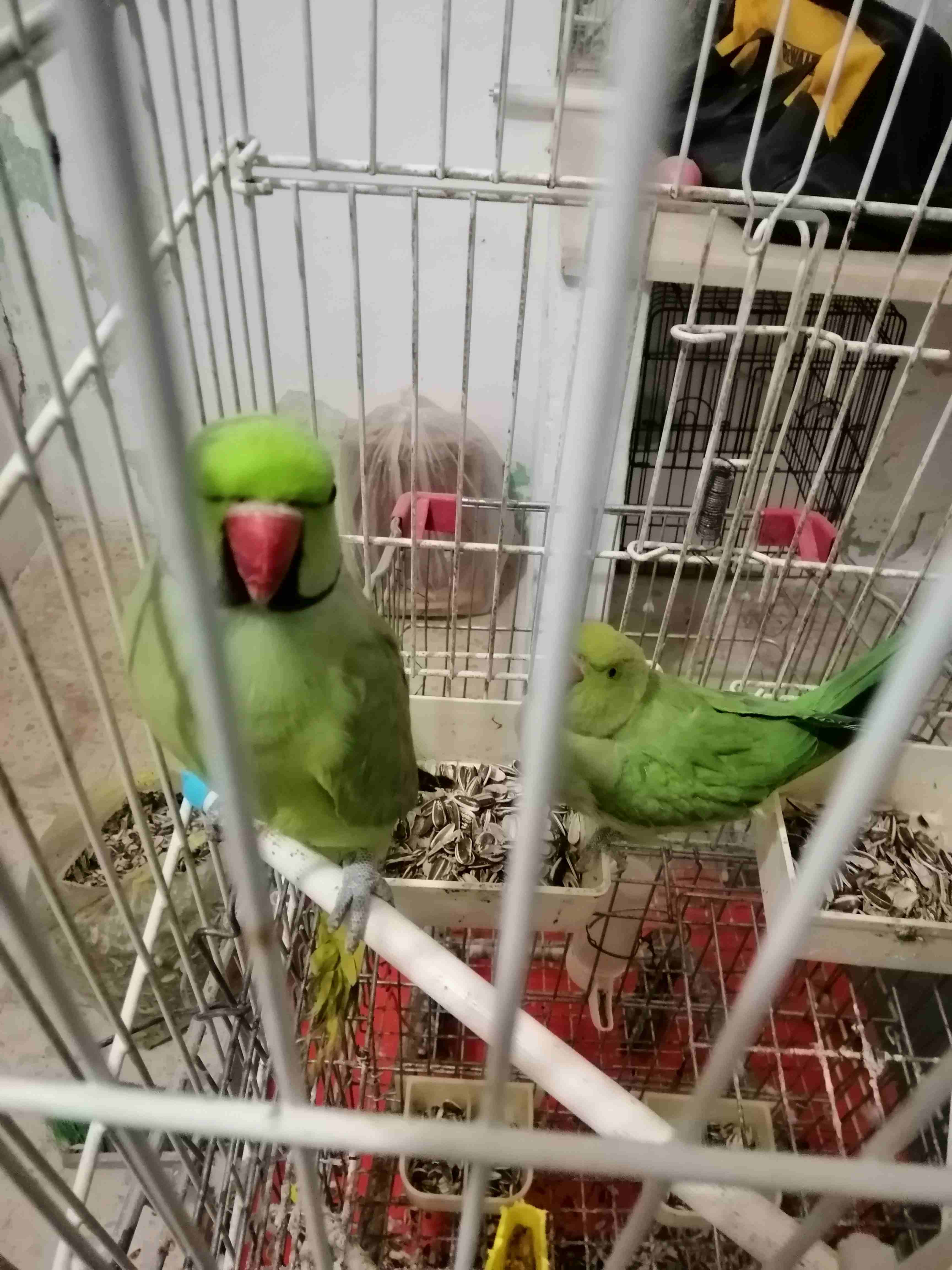 جوز دره ذكر وأنثى للبدل
لا تنسَ أنك شاهدت هذا الإعلان في عنكبوت
جوز دره ذكر وأنثى للبدل كمبريصه ه...