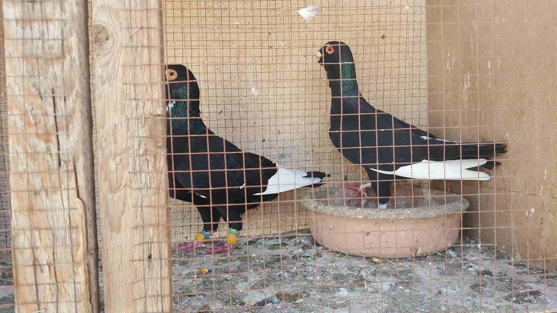 جواز للبيع او للبدل
لا تنسَ أنك شاهدت هذا الإعلان في عنكبوت
جوز مساويد سود بطردن على بيض
جوز كشا...