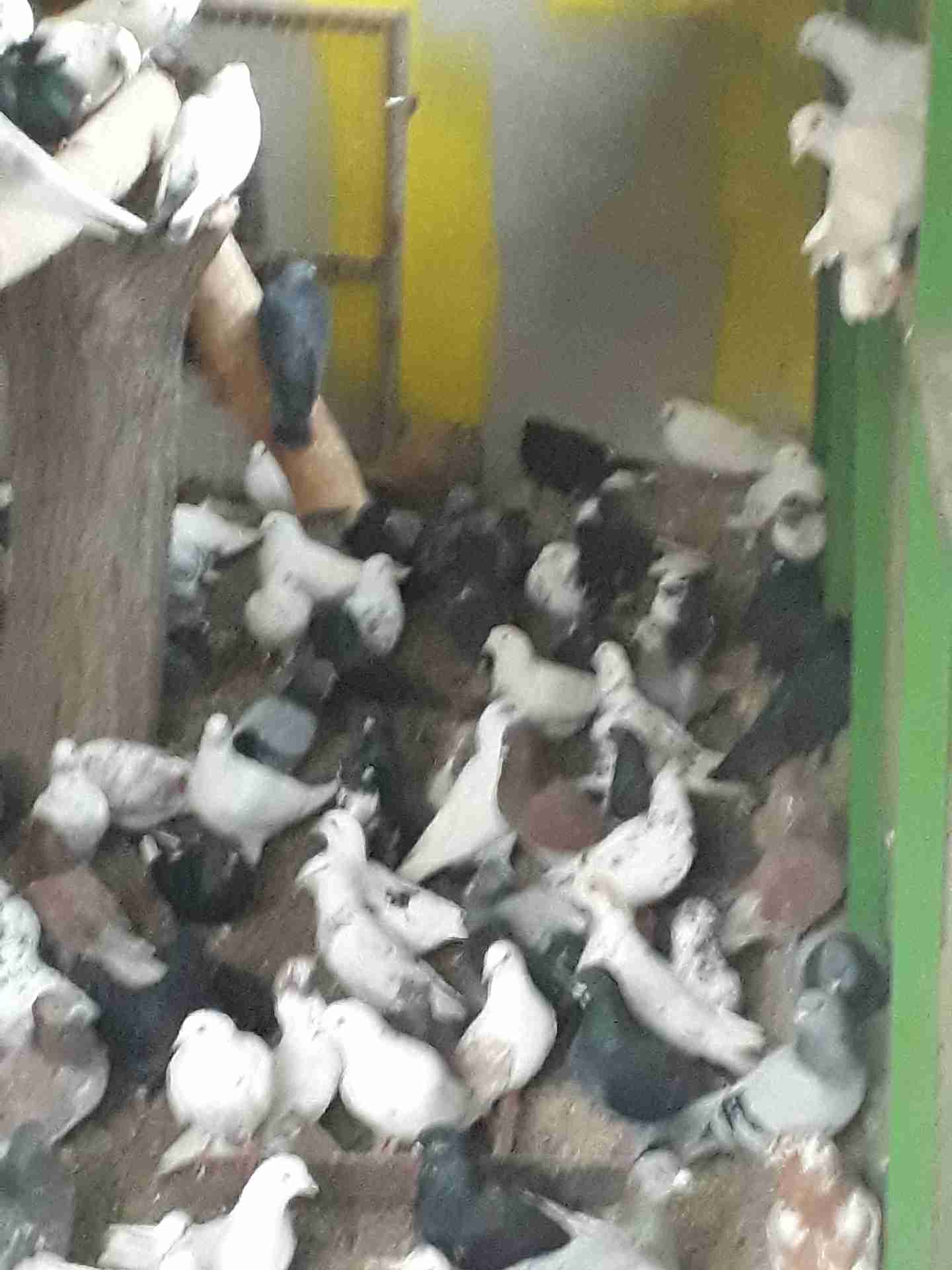 حمام بلدي للبيع عمان الجوز 3 دنانير الجوز                                            


	 				لا تنسَ أنك شاهدت هذا الإعلان في عنكبوت            
	 				
                                عمان 079985...