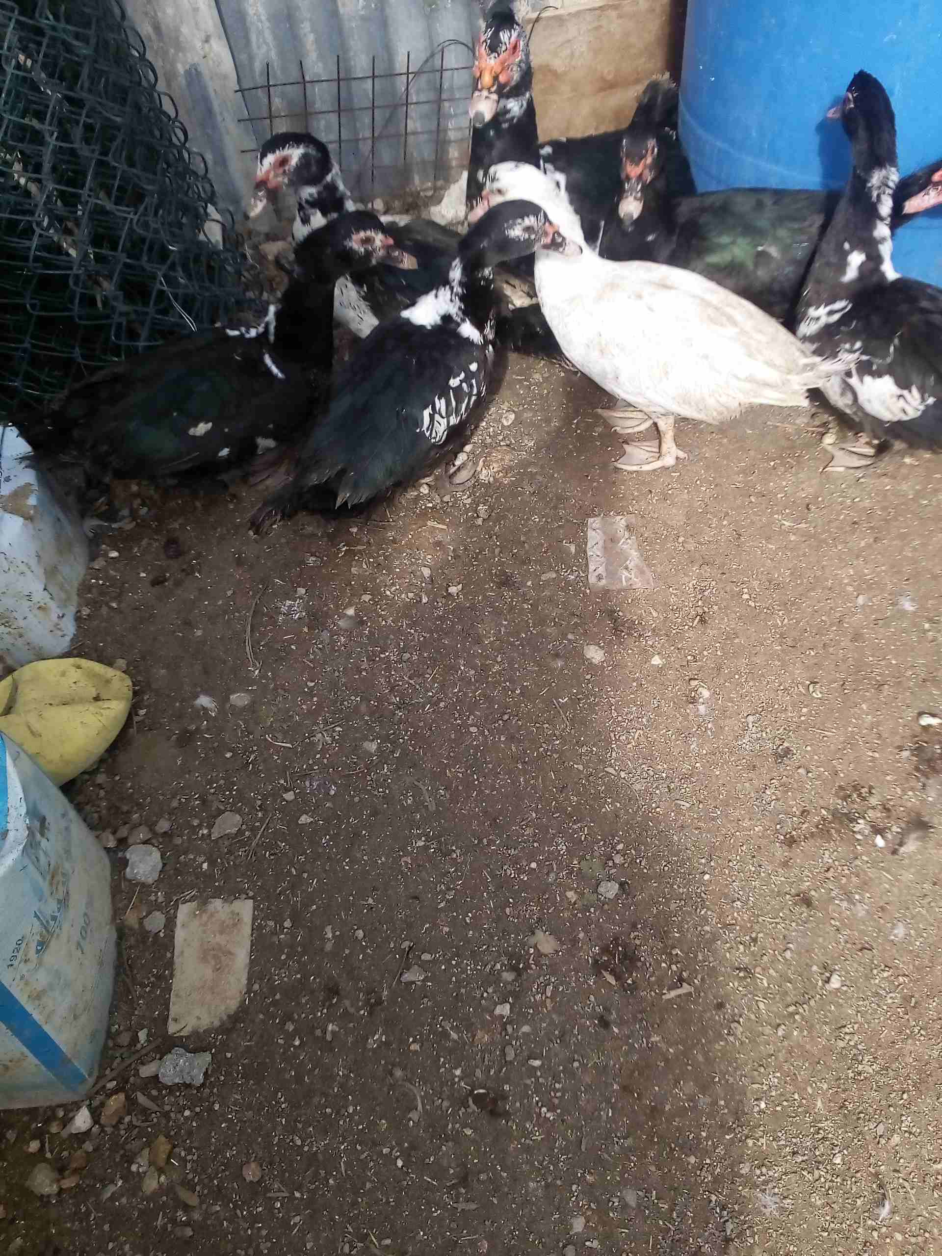 يوجد بط للبيع
لا تنسَ أنك شاهدت هذا الإعلان في عنكبوت
يوجد بط مكسوفي عدد8حبات ذكرين و6اناثي
صحة...