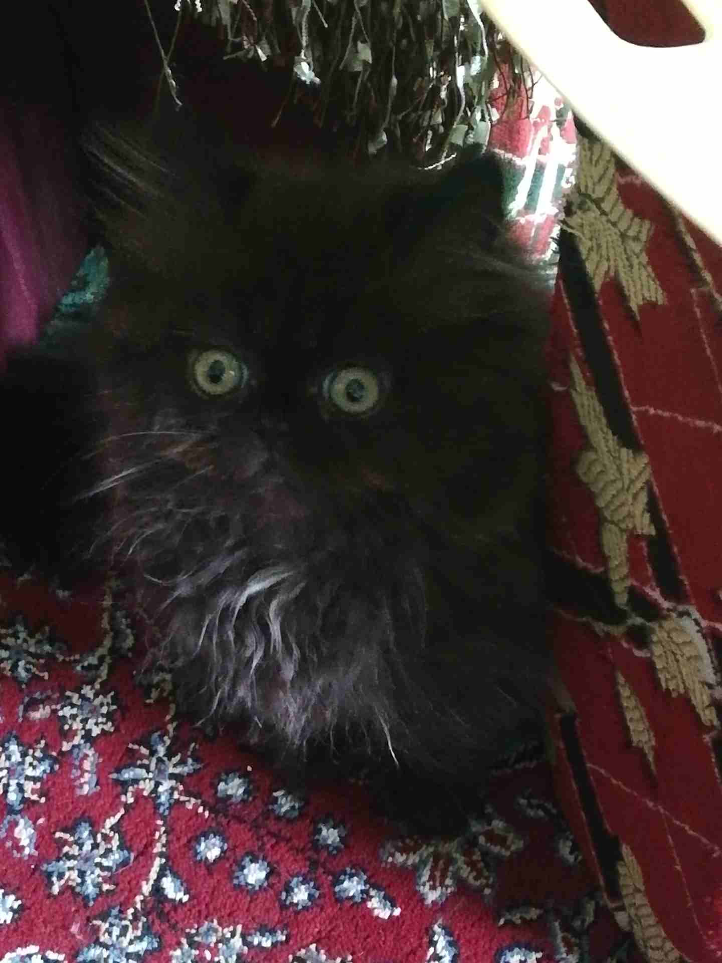 قطه بريتش للبيع
لا تنسَ أنك شاهدت هذا الإعلان في عنكبوت
قطه نااااعمه جدااا ولعوبه جدا وهاديه جدا...