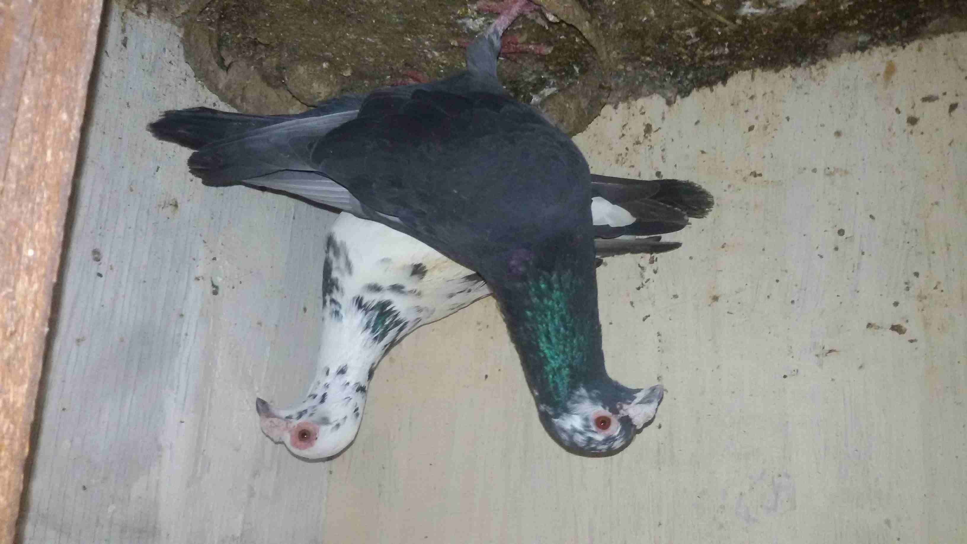 اخر 3 جواز للبيع بسعر حرق او للبدل
لا تنسَ أنك شاهدت هذا الإعلان في عنكبوت
اخر ثلاث جواز للبيع كل...