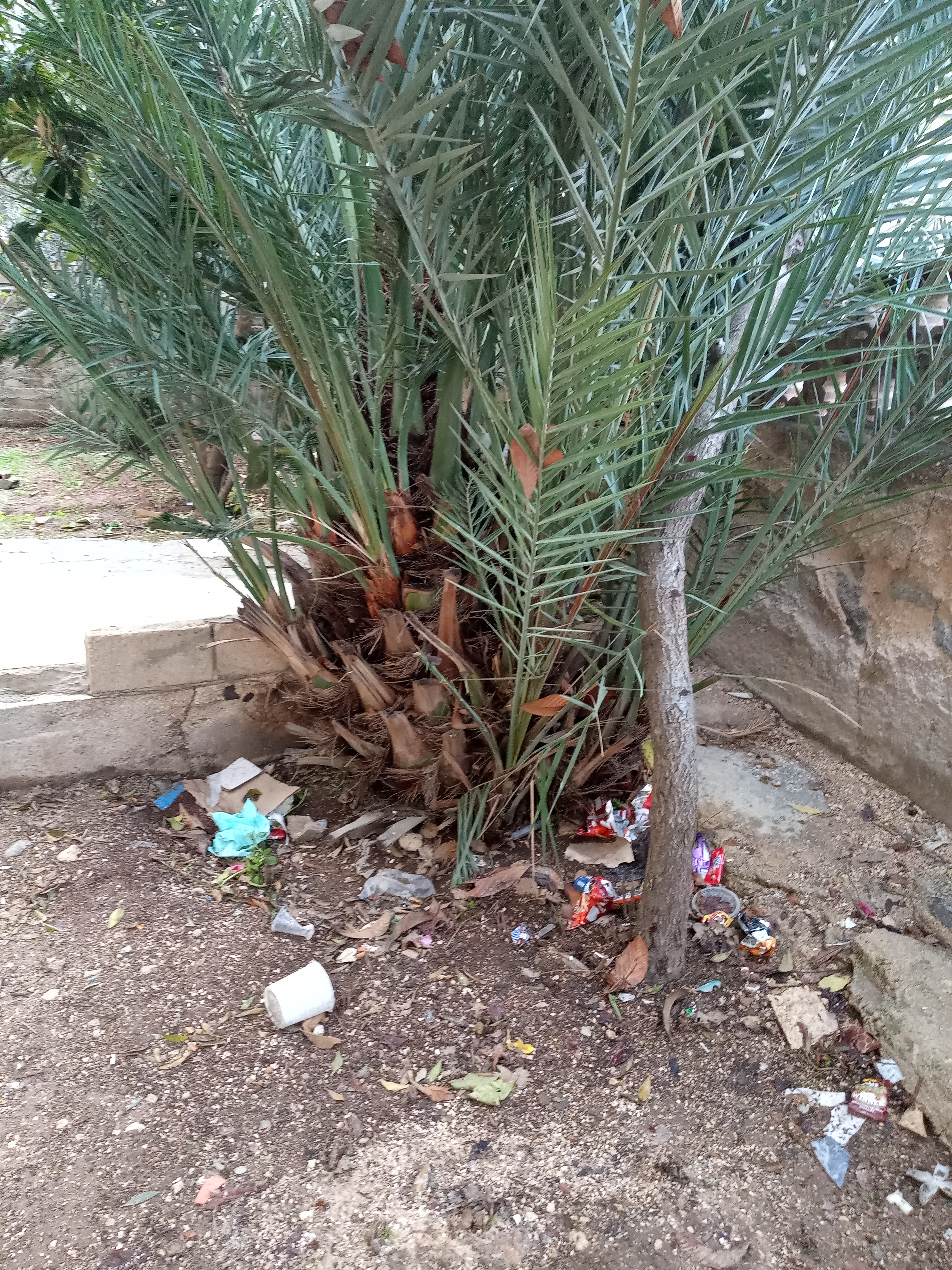 يوجد شجر للبيع                                            


	 				لا تنسَ أنك شاهدت هذا الإعلان في عنكبوت            
	 				
                                شجر نخل للبيع...