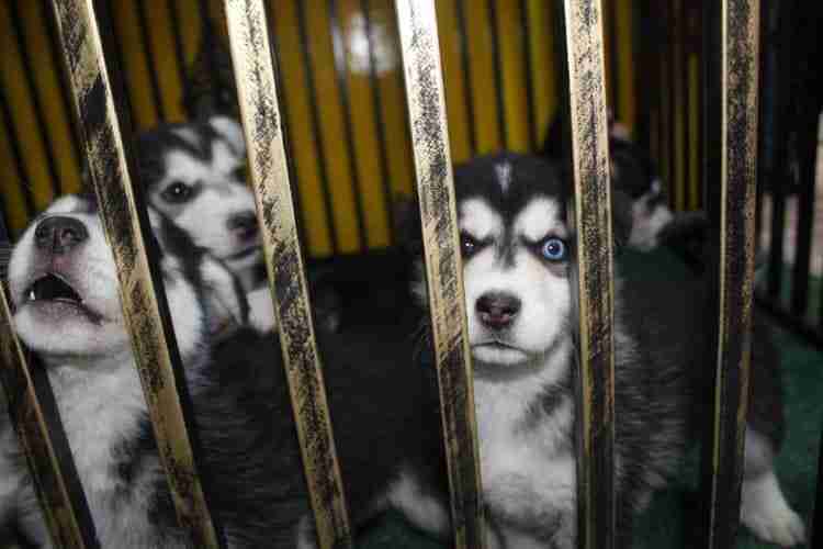 كلاب للبيع dogs for sale
لا تنسَ أنك شاهدت هذا الإعلان في عنكبوت
For sale
1-جراء هاسكي عمر 4...