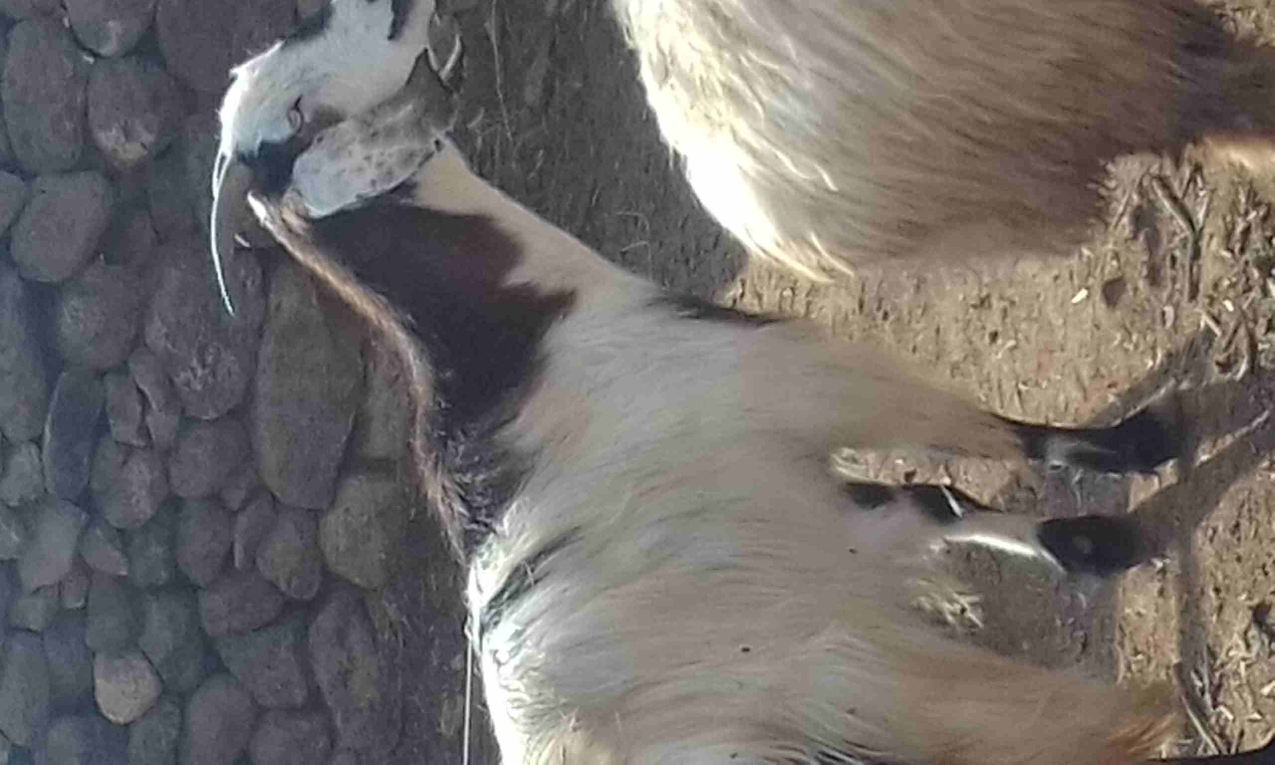 عنز لحم نحب نخب
لا تنسَ أنك شاهدت هذا الإعلان في عنكبوت
السن خماس لحم طيب تقريبا 22 كيلو صافي وعز...