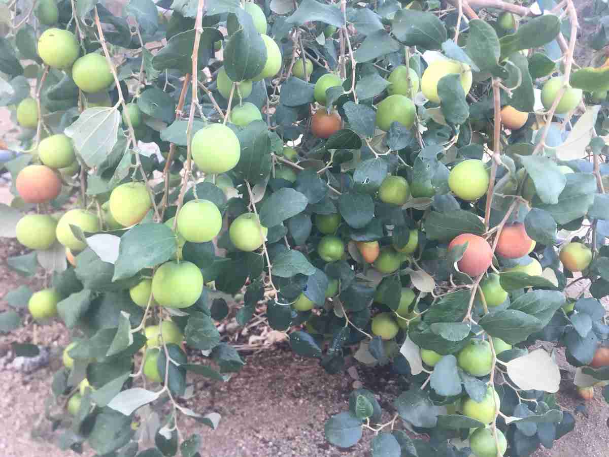 شجرة دوم او سدر حصريا في الاردن الغور الوسط
لا تنسَ أنك شاهدت هذا الإعلان في عنكبوت
انتاج اص...