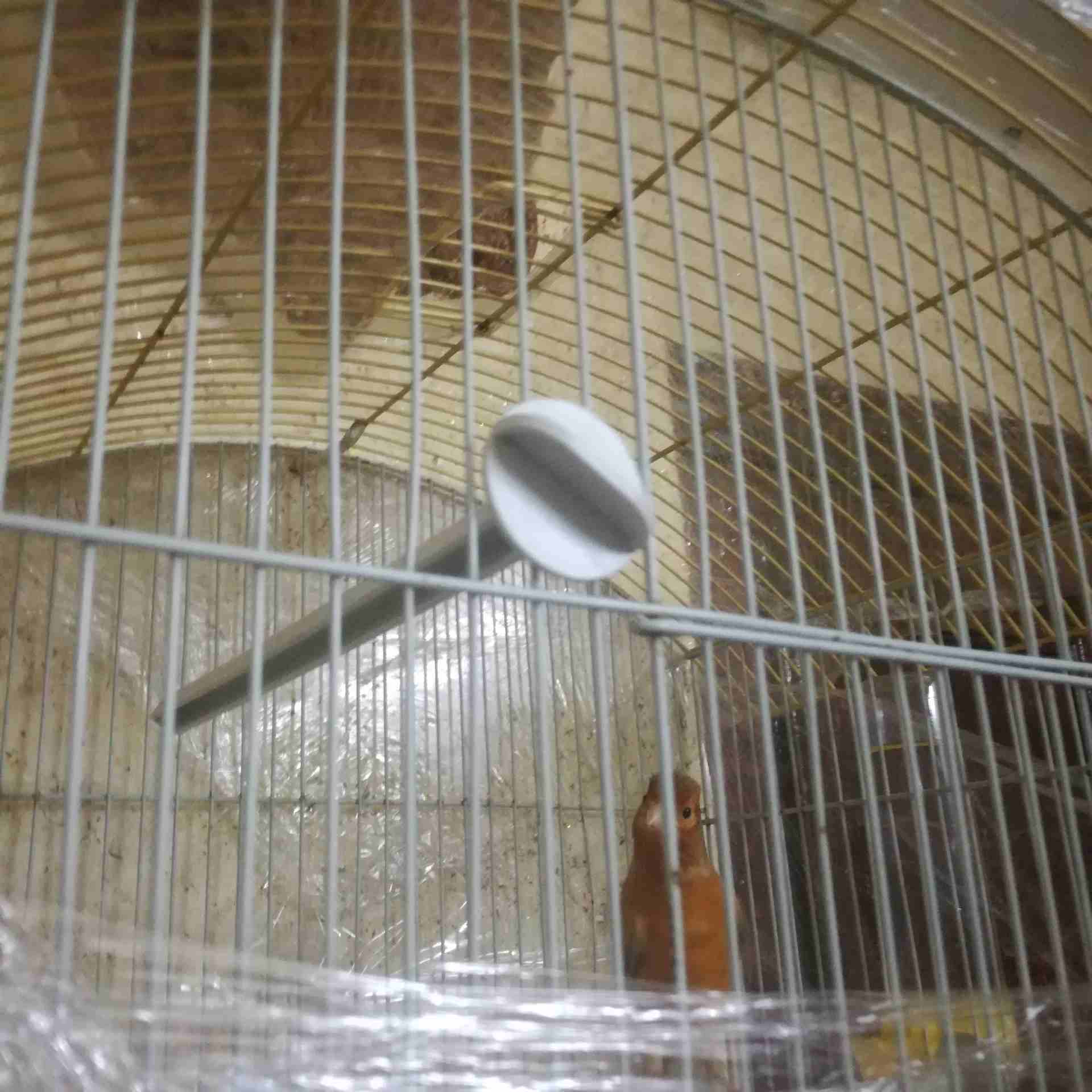 فحل موردي للبيع _ عوجان _ الجبل الشمالي
لا تنسَ أنك شاهدت هذا الإعلان في عنكبوت
فحل موردي زي النا...
