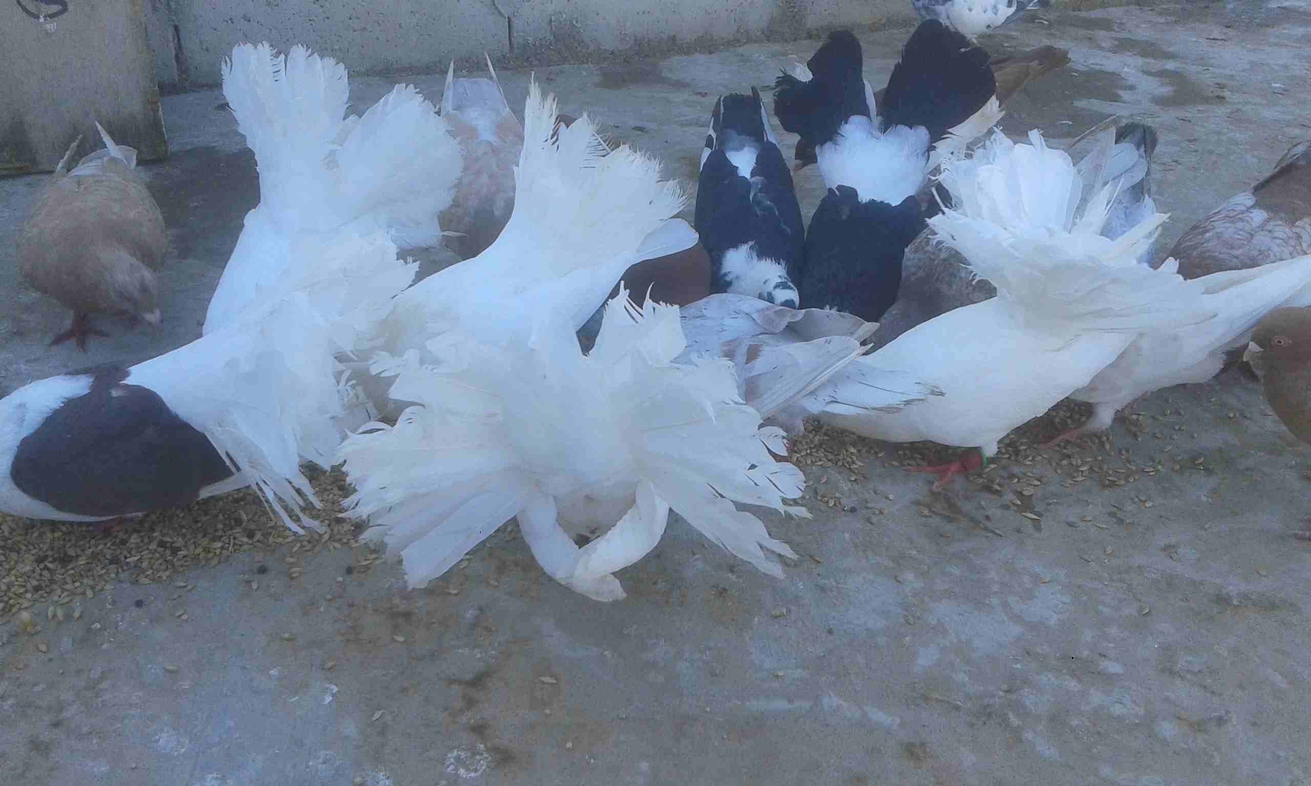 مطلوب حمام بلدي بدل على حمام هزاز
لا تنسَ أنك شاهدت هذا الإعلان في عنكبوت
حمام هزاز نضيف للبدل عل...