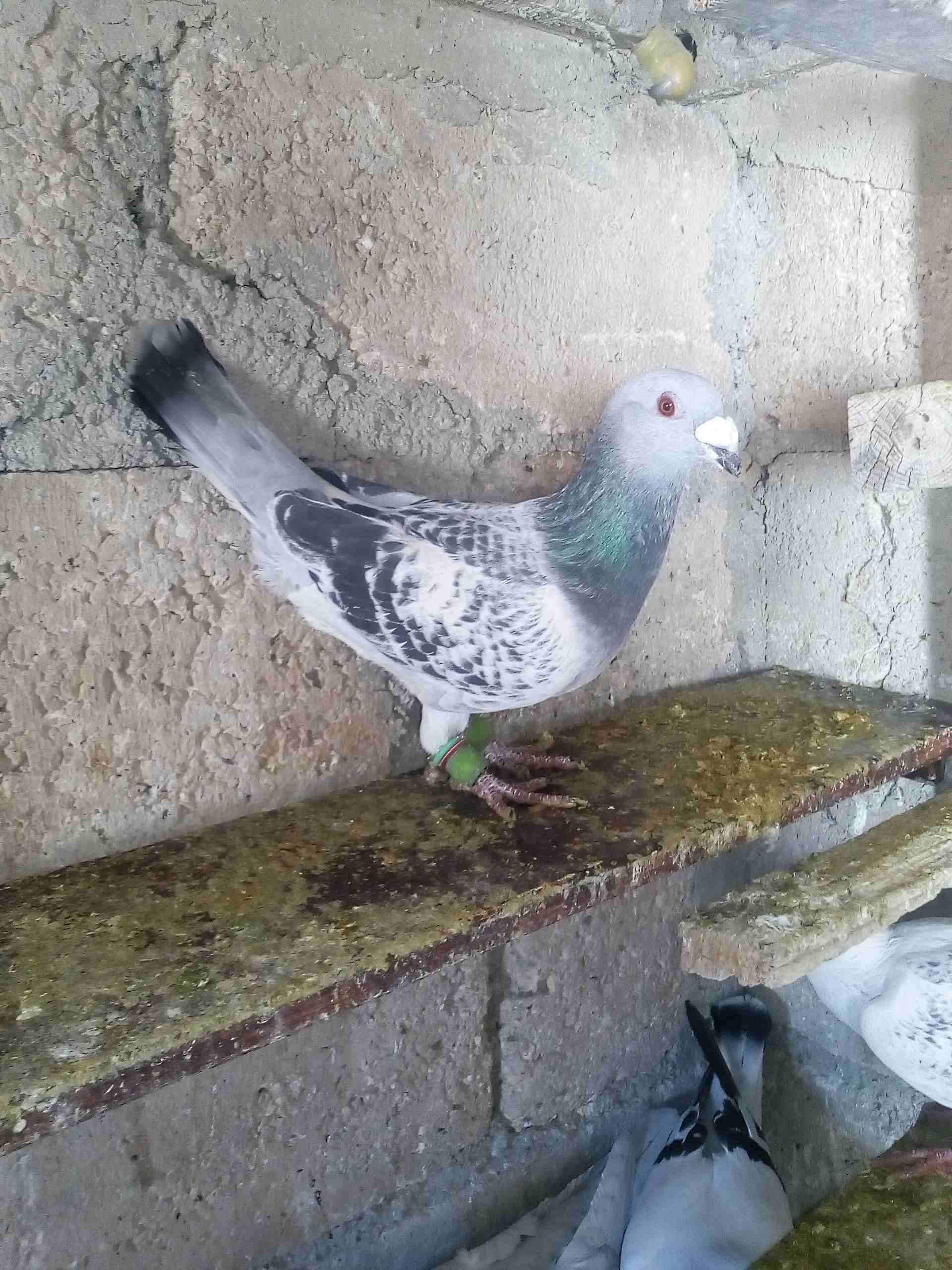 حمام صوريخ طايره بمليح بعد مادبا كش بيديك
لا تنسَ أنك شاهدت هذا الإعلان في عنكبوت
حمام زي مابدك س...