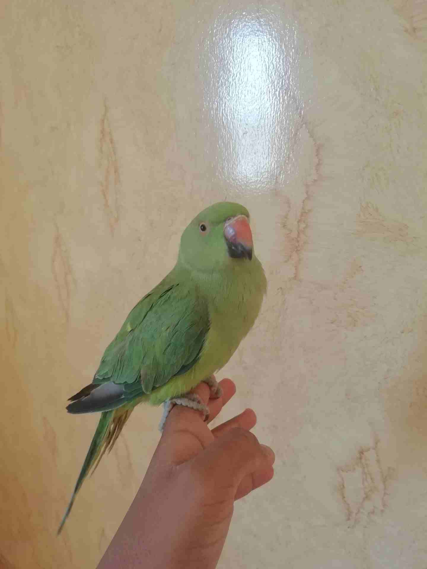 للبيع ببغاء دره
لا تنسَ أنك شاهدت هذا الإعلان في عنكبوت
للبيع ببغاء دره
الولافه نص ولافه فيه خوف...