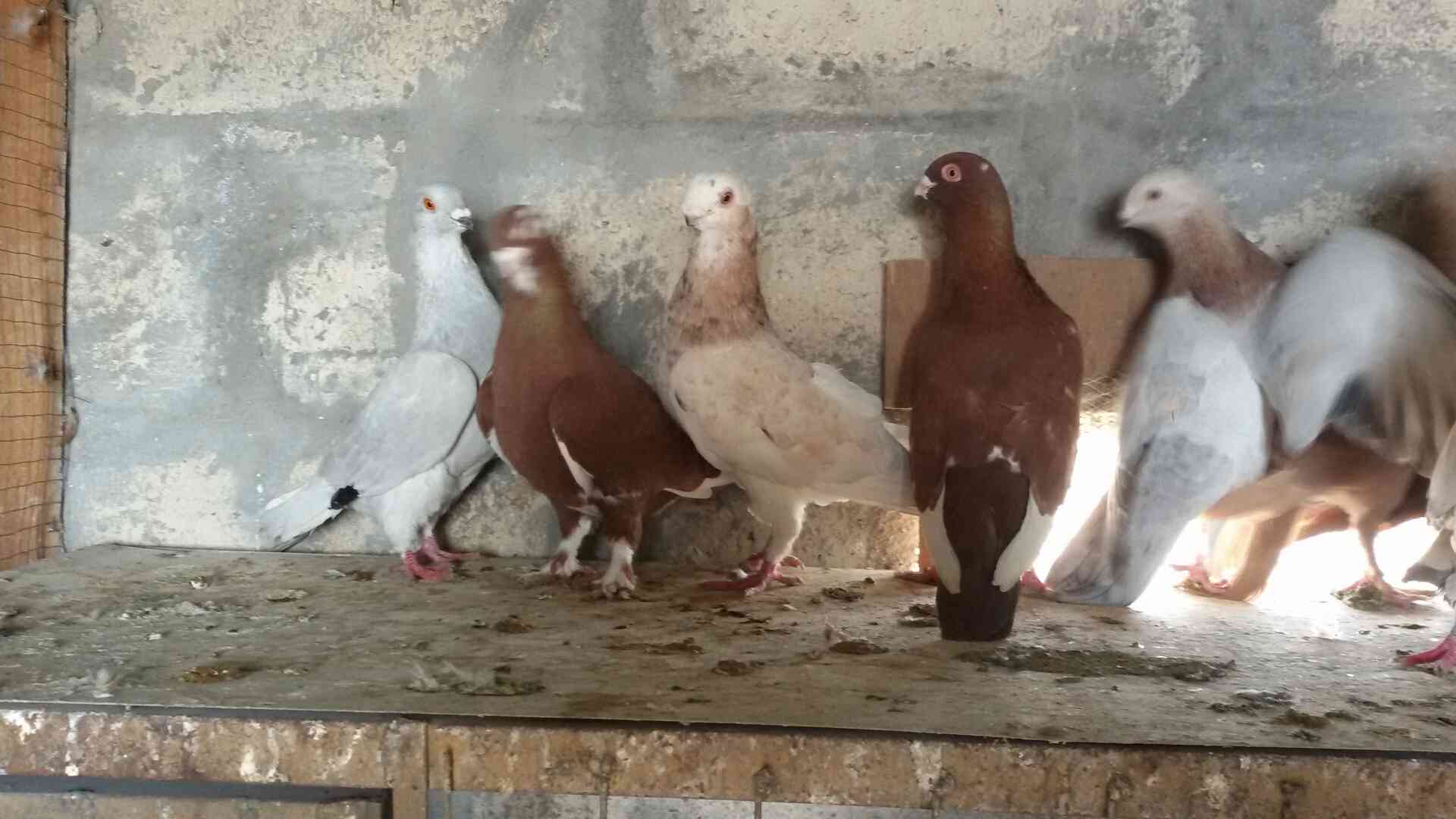 حمام للبيع
لا تنسَ أنك شاهدت هذا الإعلان في عنكبوت
للبيع 47 طير مشكله فيها اجواز وكش البيع كو...