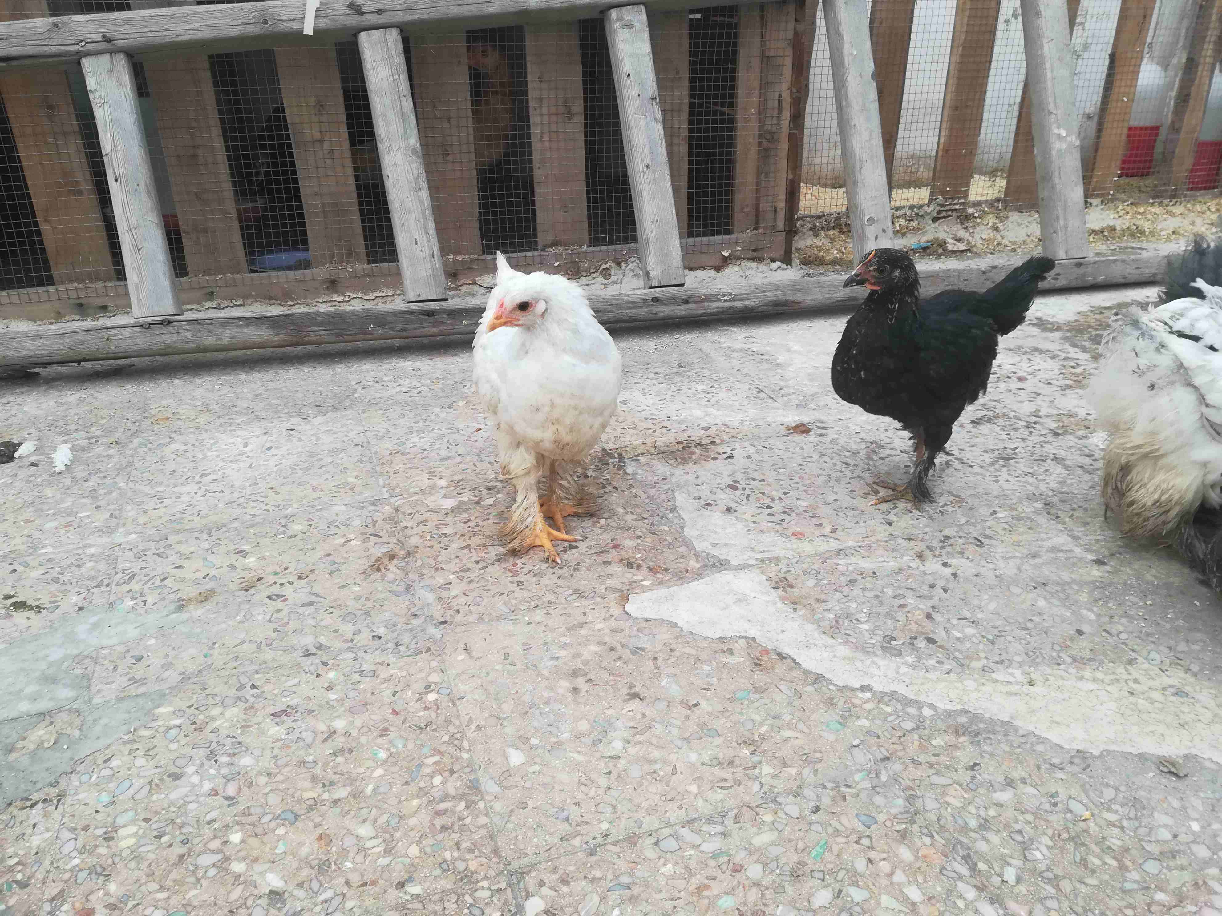 فراخ براهما
لا تنسَ أنك شاهدت هذا الإعلان في عنكبوت
فراخ براهما عمر شهرين عدد 11
الوان( اسود. رز...