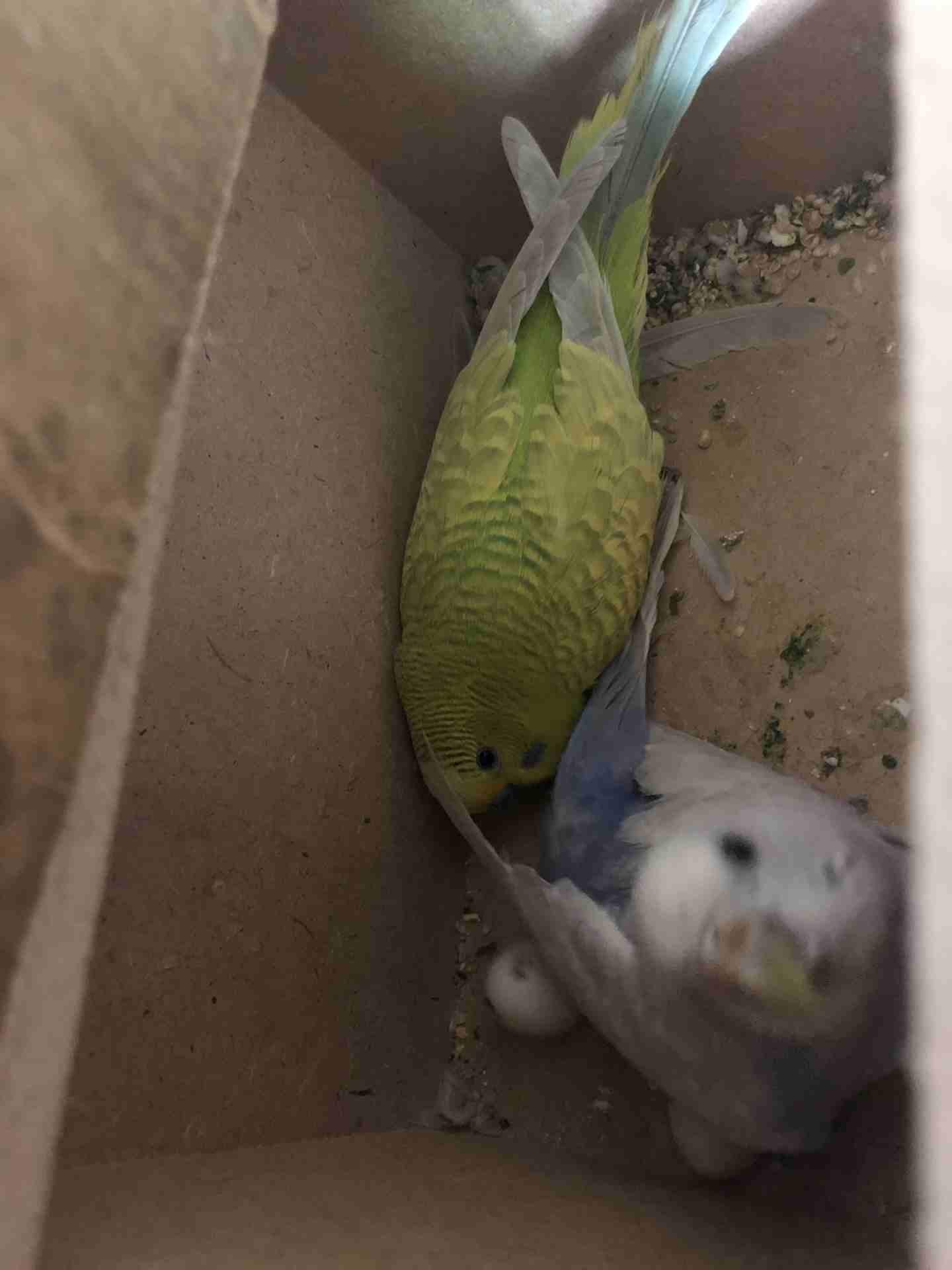 7اجواز حب بسعر حرق
لا تنسَ أنك شاهدت هذا الإعلان في عنكبوت
7 اجواز حب كلها تحتيها بيض بسعر حرق
ك...