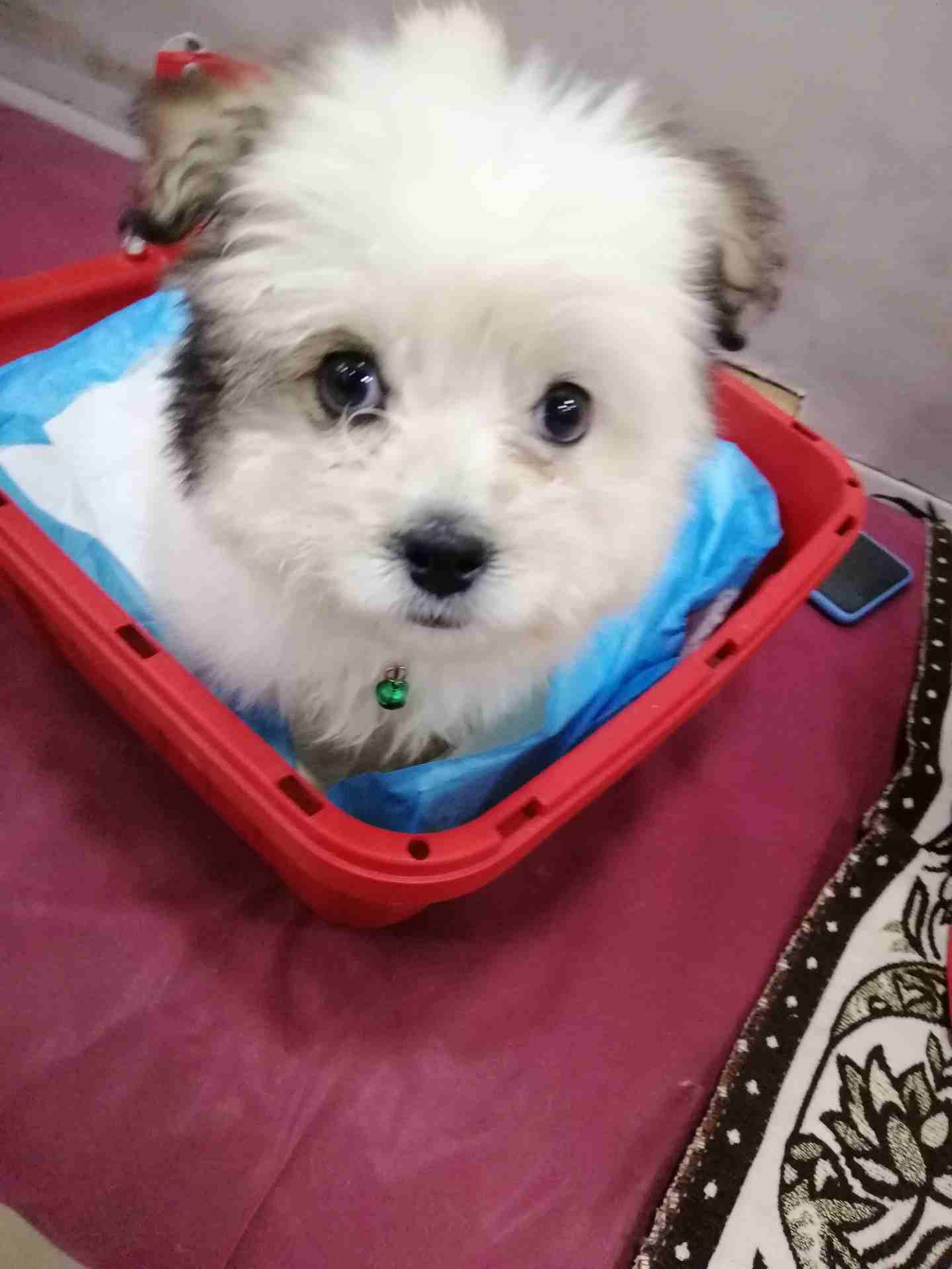 2 months Maltese Terrier                                            


	 				لا تنسَ أنك شاهدت هذا الإعلان في عنكبوت            
	 				
                            كلب انثى مالتيز ترير لعوبة جدا و...