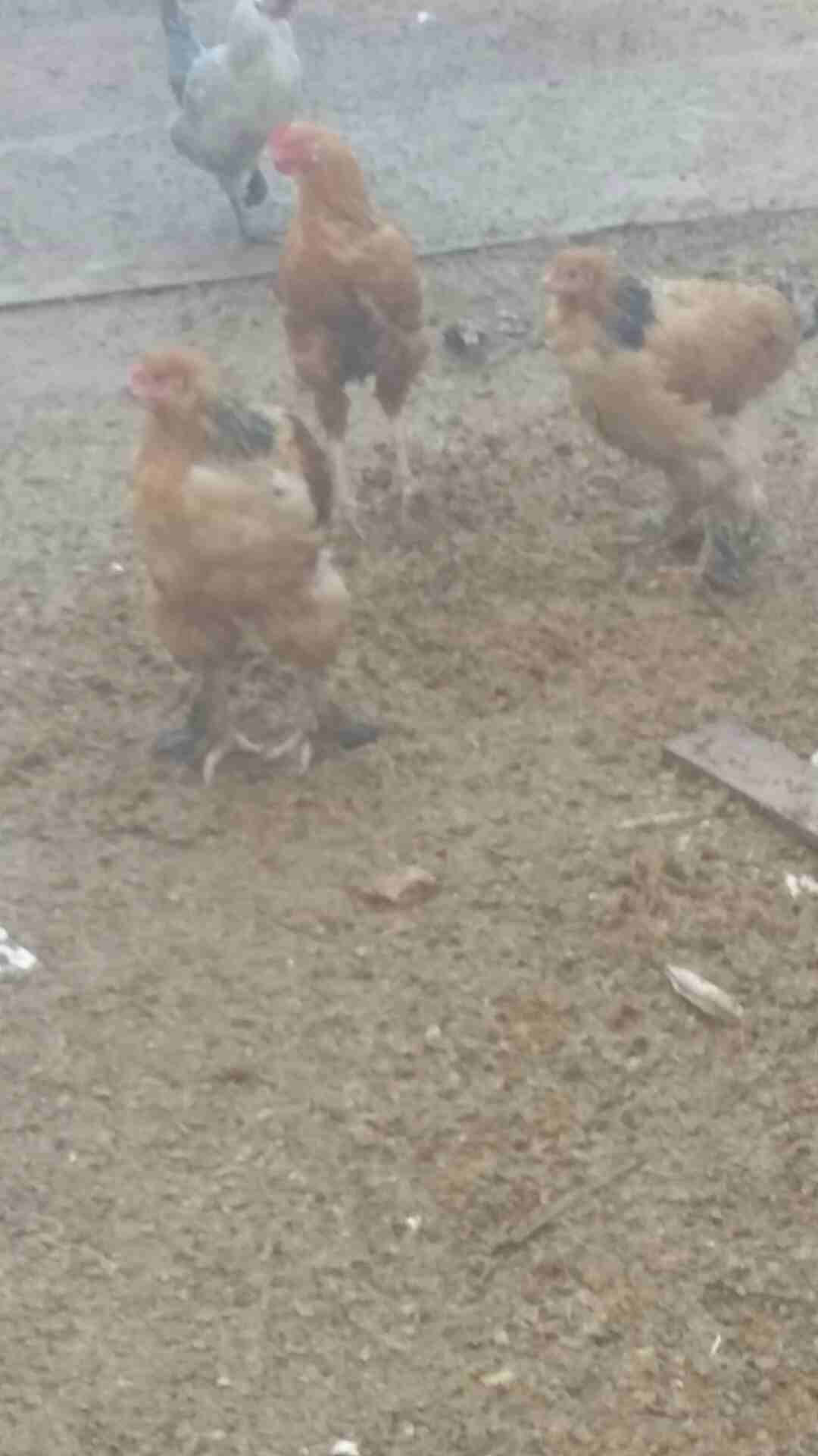 دجاج مشكل للبيع او البدل على حمام بلدي
لا تنسَ أنك شاهدت هذا الإعلان في عنكبوت
فرختين براهمي عمر...