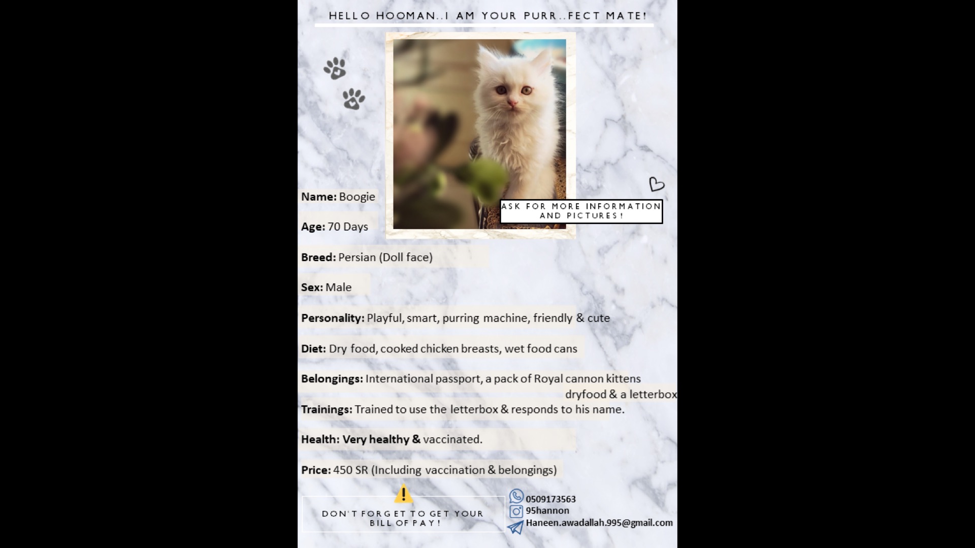 3 انواع كتنز مطعمين ومع جواز سفر- four breeds of kittens for sale
لا تنسَ أنك شاهدت هذا الإعلان في عنكبوت...