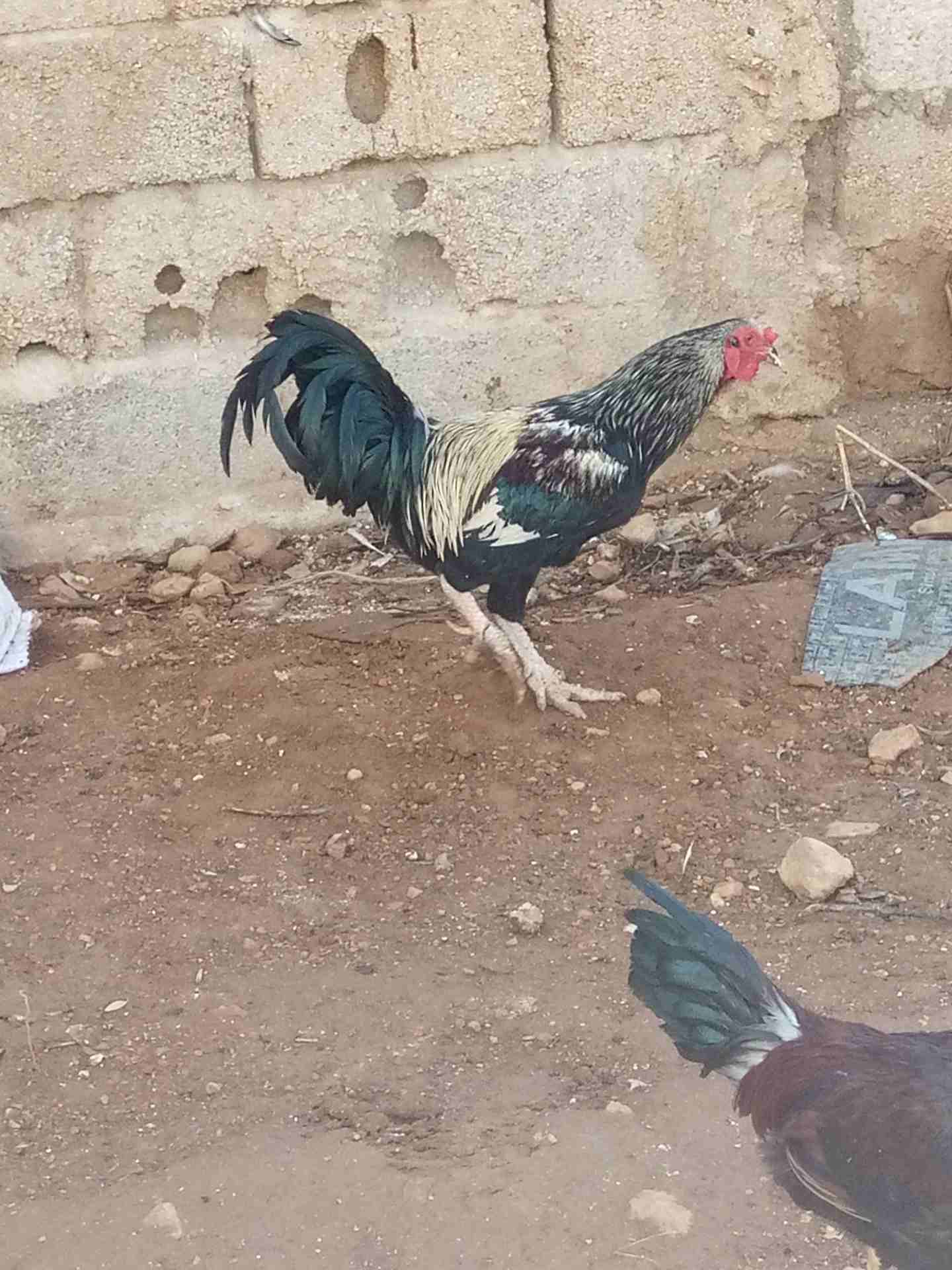 ديك باكستاني                                            


	 				لا تنسَ أنك شاهدت هذا الإعلان في عنكبوت            
	 				
                            ديك باكستاني0799492634

	 				رقم المعلن :...