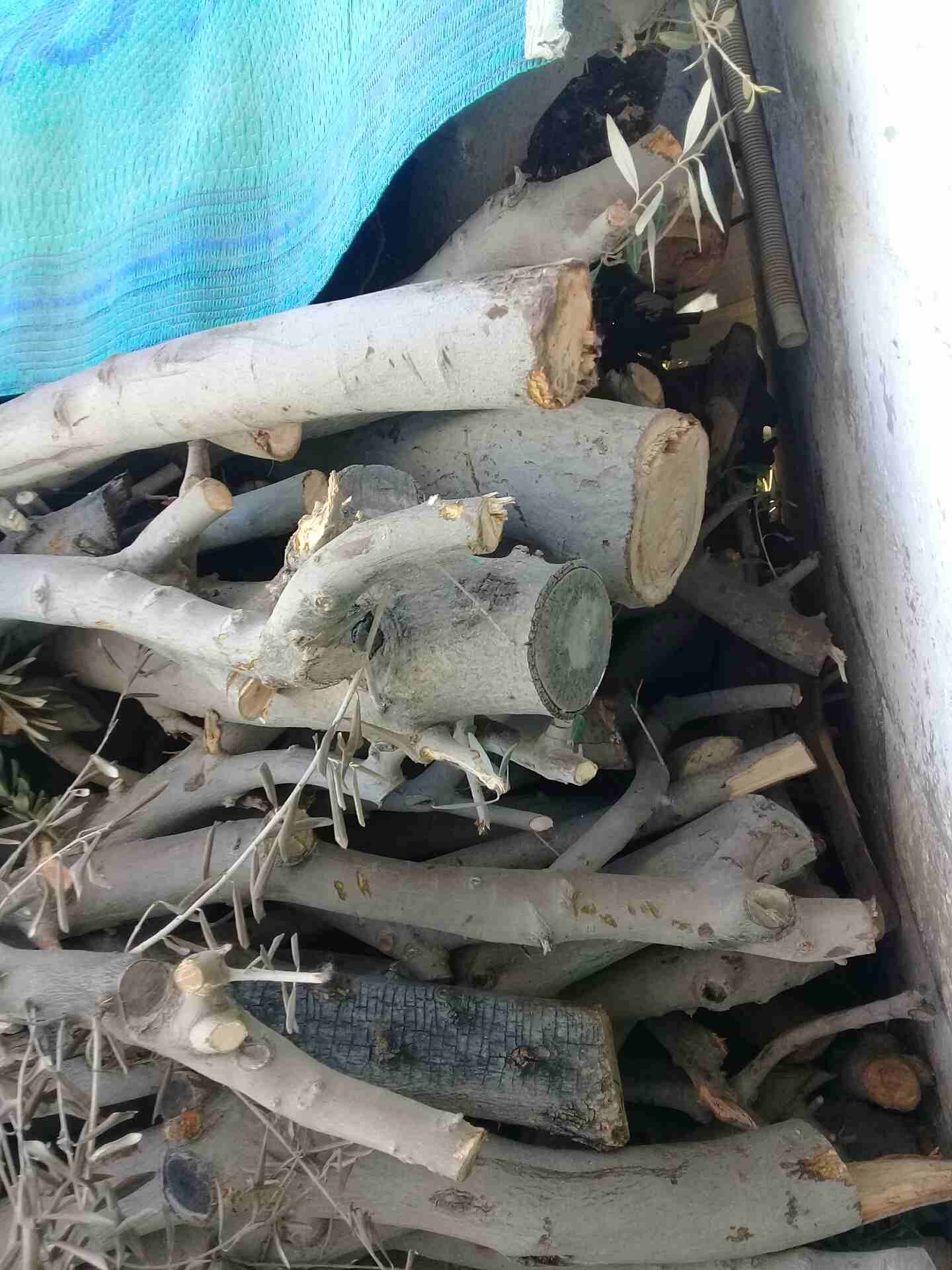حطب قرامي                                            


	 				لا تنسَ أنك شاهدت هذا الإعلان في عنكبوت            
	 				
                            حطب قرامي زيتون السنه...