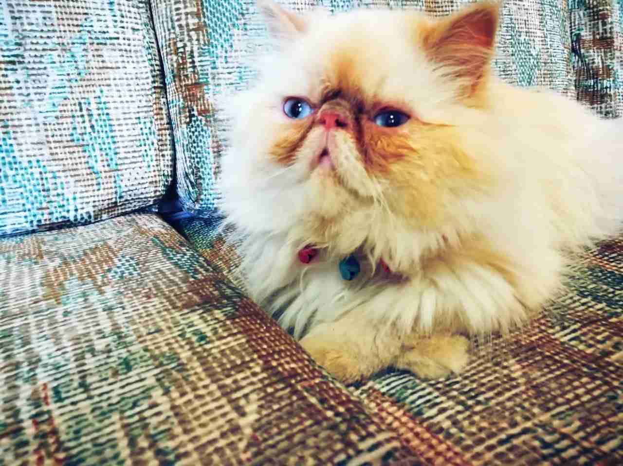 هملايا ارنج ذكر
لا تنسَ أنك شاهدت هذا الإعلان في عنكبوت
صلاه على النبي ذكر هملايا ارنج بكي في...
