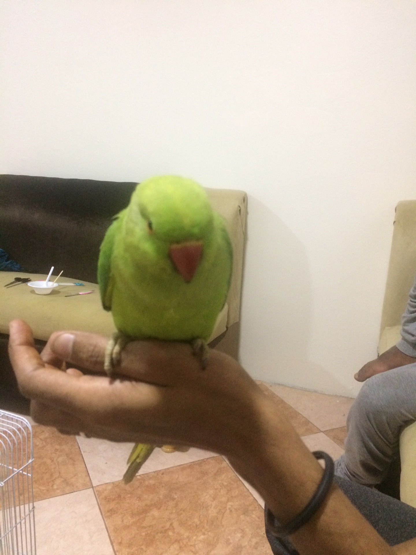 بغبغاء دره هندي                                            


	 				لا تنسَ أنك شاهدت هذا الإعلان في عنكبوت            
	 				
                                للبيع بغبغاء دره هندي 
اليفه
العمر من...
