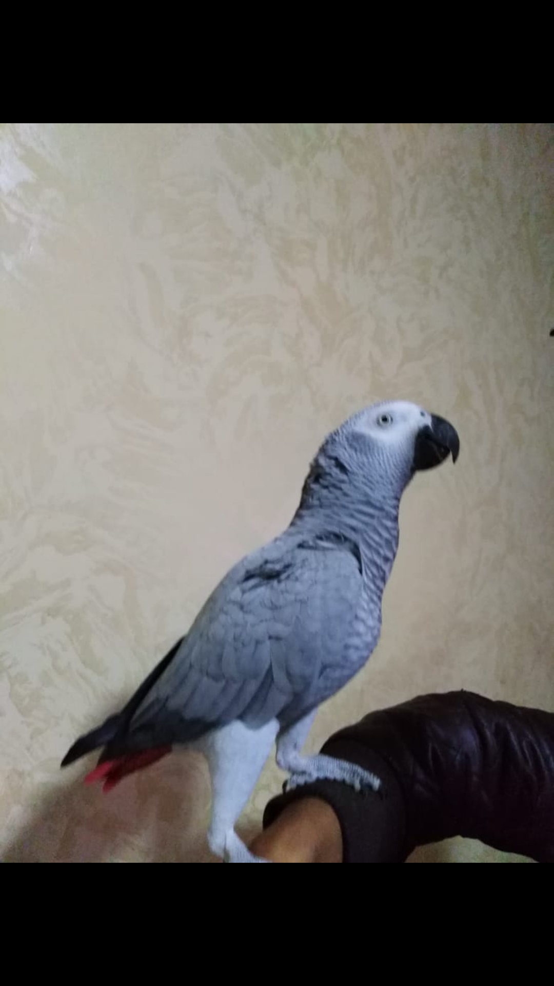 كاسكو سوبر سوبر جانبو لون ثلجي بحكي فوق ال 50 كلمة اليف عجينه
لا تنسَ أنك شاهدت هذا الإعلان في عنكبوت...