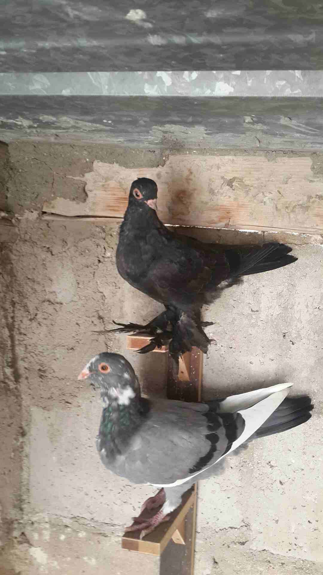 الزرقاء                                            


	 				لا تنسَ أنك شاهدت هذا الإعلان في عنكبوت            
	 				
                            يوجد كوم فراخ فطم جديد وبواقي للبيع هاتف 07965135...