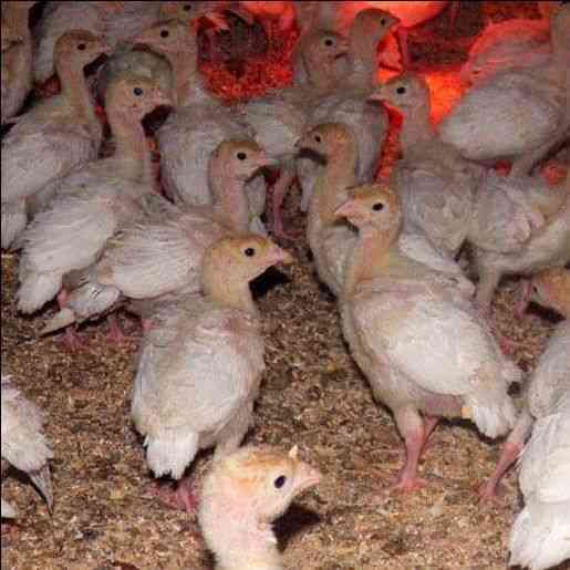 (بطة معمل بركات)

سارع بالحجز
بطة معمل بركات 01121520170
كما هو معروف لدى المربيين و اصحاب المزارع و مكاتب التوزيع 
البطة الاولى في مصر بشهادة الجميع من حيث :-
اعلى معدلات التحويل كما هو موضح بالرسم...