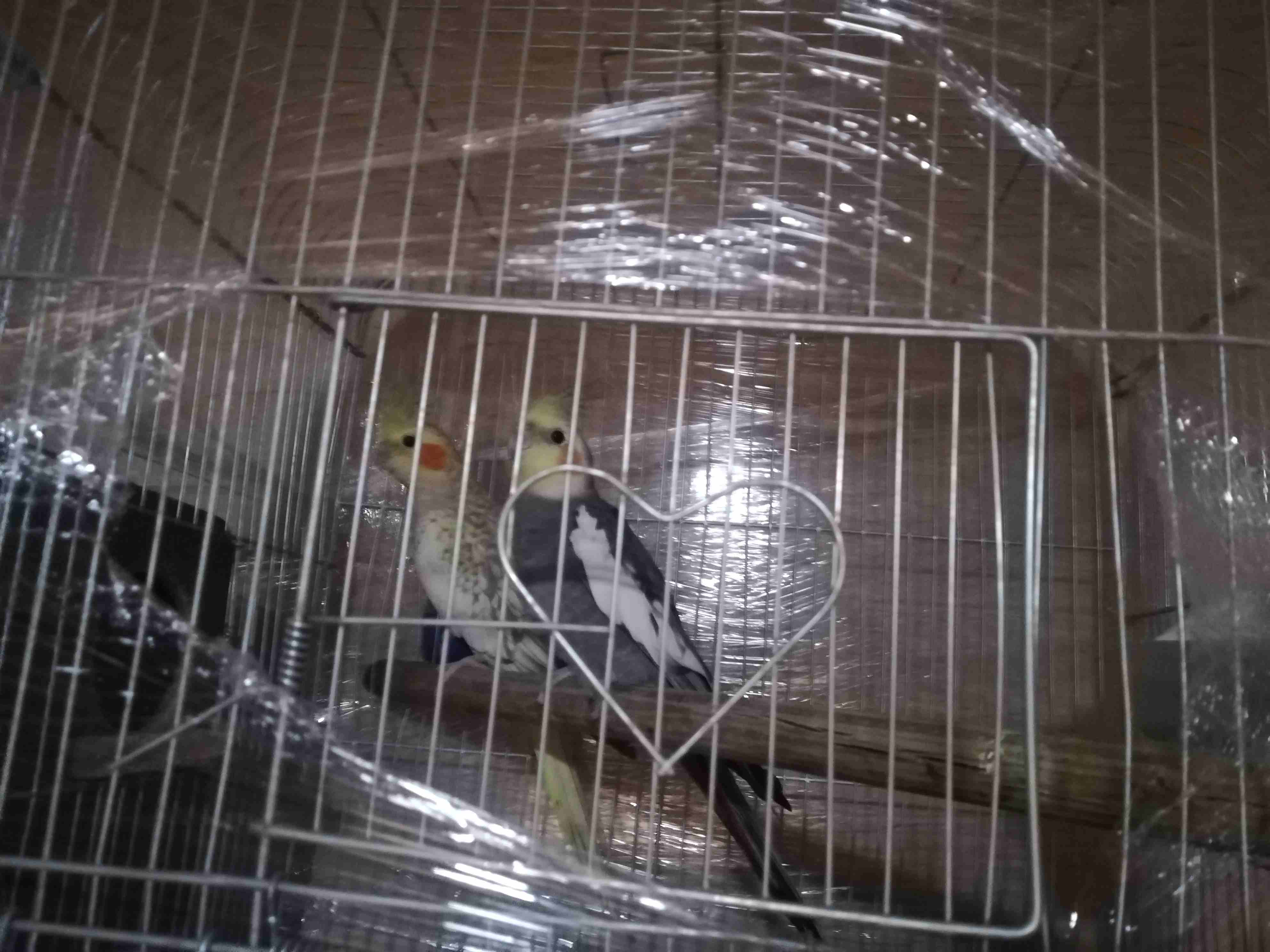 جوز كوكتيل للبيع                                            


	 				لا تنسَ أنك شاهدت هذا الإعلان في عنكبوت            
	 				
                            جوز كوكتيل ذكر بلدي و الأنثى ايزابيل صحه...