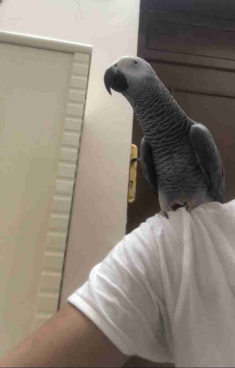 كاسكو مليان كلام وهدد                                            


	 				لا تنسَ أنك شاهدت هذا الإعلان في عنكبوت            
	 				
                                كاسكو افريقي مليان كلام وهدد ور...