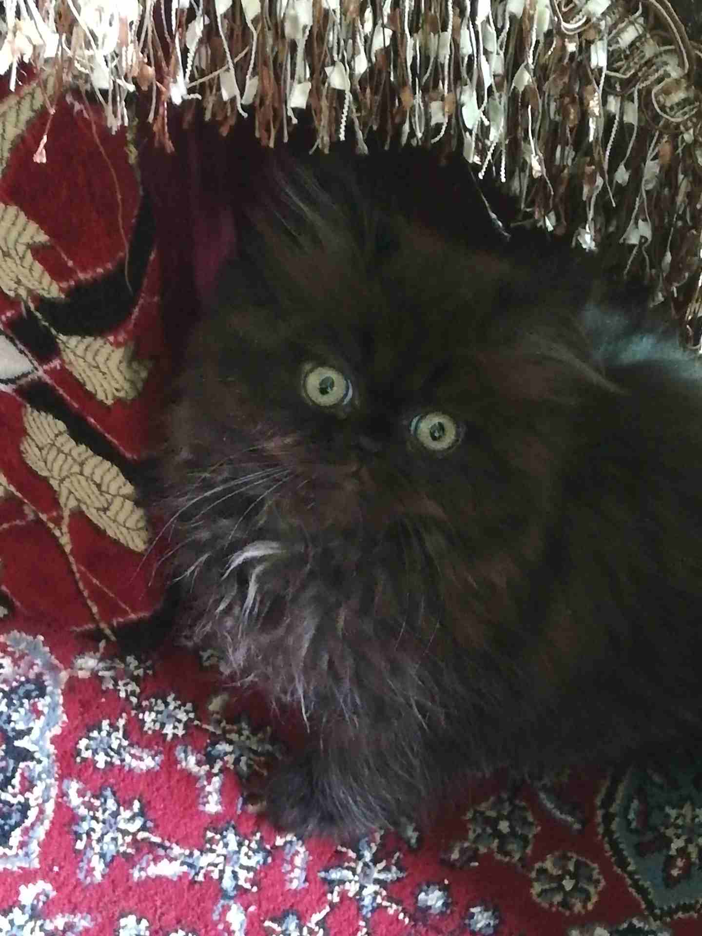 قطه بريتش للبيع
لا تنسَ أنك شاهدت هذا الإعلان في عنكبوت
قطه نااااعمه جدااا ولعوبه جدا وهاديه جدا...