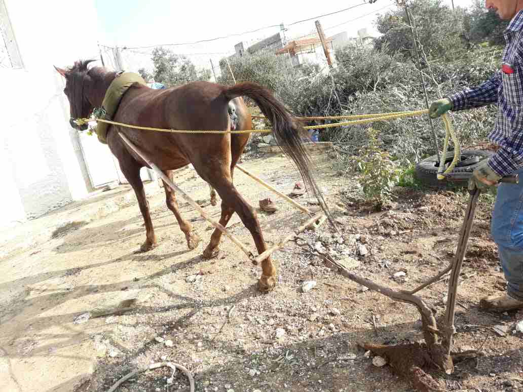 فرس مع مهرة للبيع
لا تنسَ أنك شاهدت هذا الإعلان في عنكبوت
فرس قطعة عالية وجهمة عمرها سبع سنوات وا...