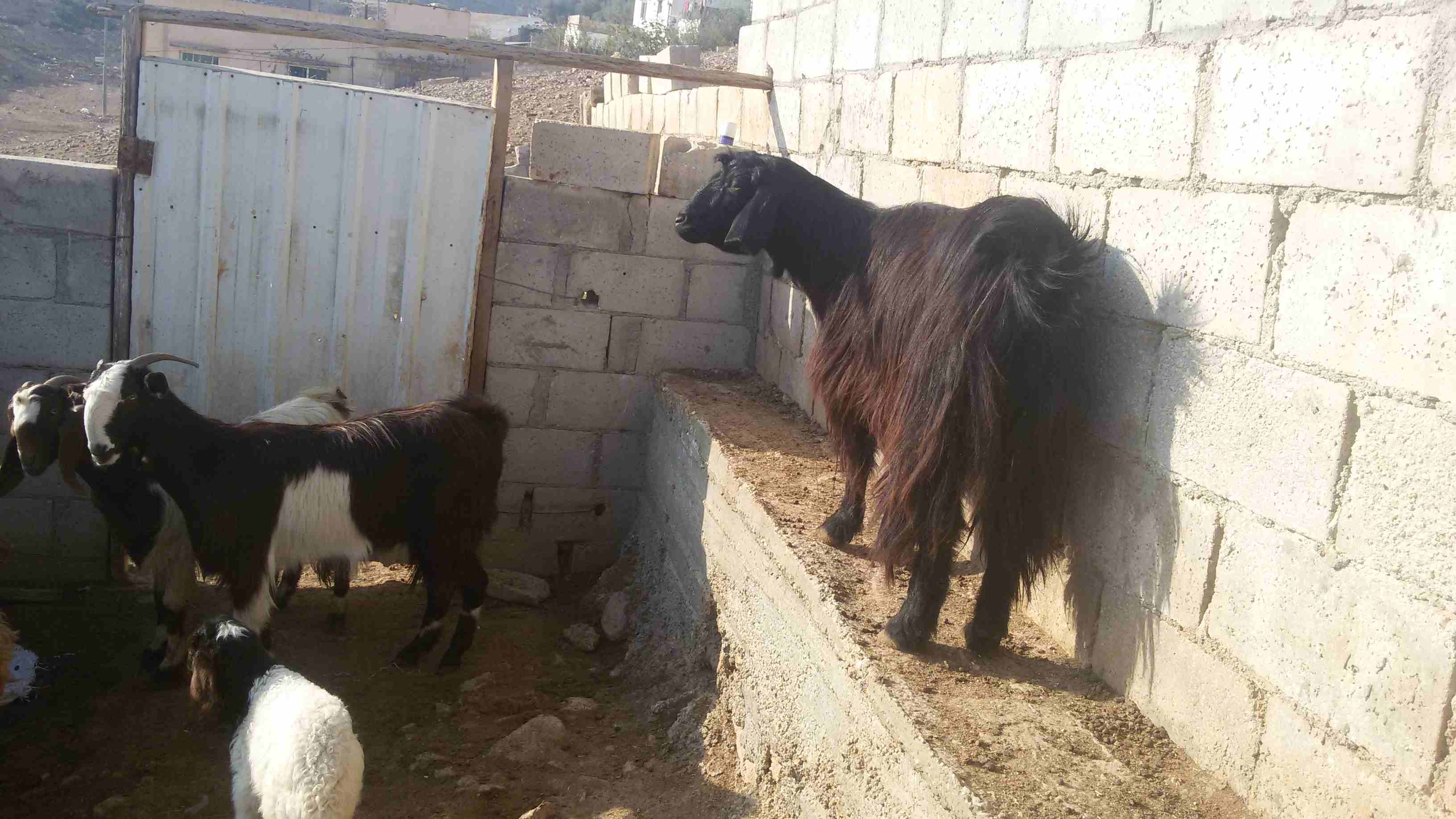ماعز وغنم للبيع
لا تنسَ أنك شاهدت هذا الإعلان في عنكبوت
5 ثنايا هادات
1عنز هاده
2 نعجتين معهن خ...
