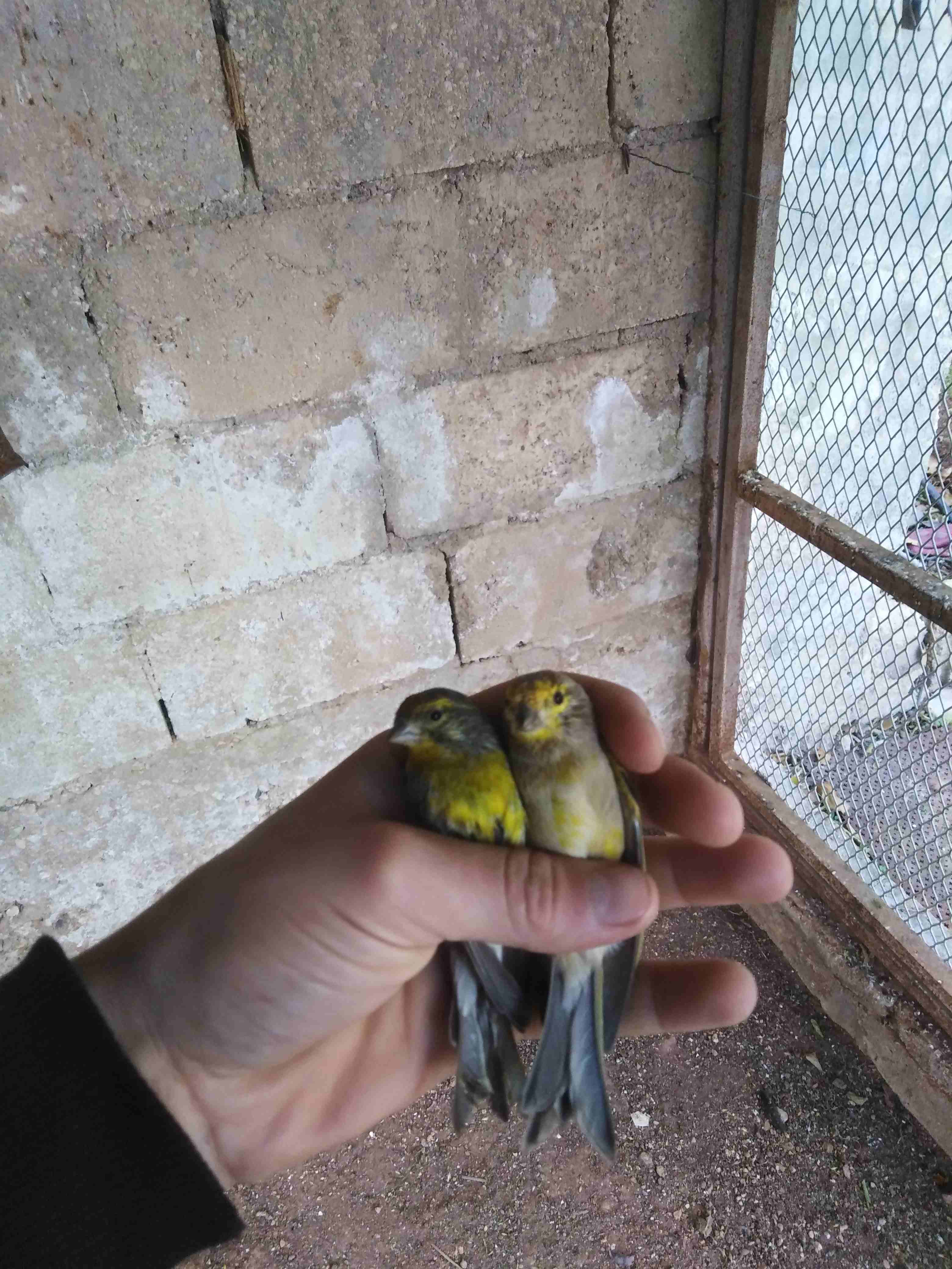 ما شاء الله فحل ياسمين وفحل بسبوس للبيع بسعر حرررررق الفحلين 10                                            


	 				لا تنسَ أنك شاهدت هذا الإعلان في عنكبوت...