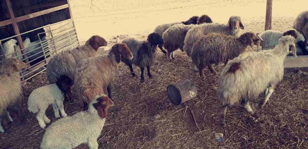 10نعاج مواليد مع ولادهن للبيع حليب مقنويي سن صغير
لا تنسَ أنك شاهدت هذا الإعلان في عنكبوت
10نعاج...