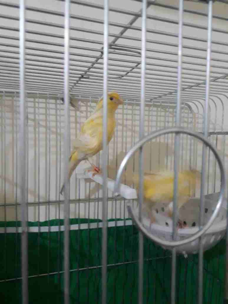 3اجواز كنار مفتلات وفي جوز مكنبرات للبيع بسعر مغري وفي حبه مفتله زيتوني مفتل
لا تنسَ أنك شاهدت هذا الإعلان في عنكبوت...