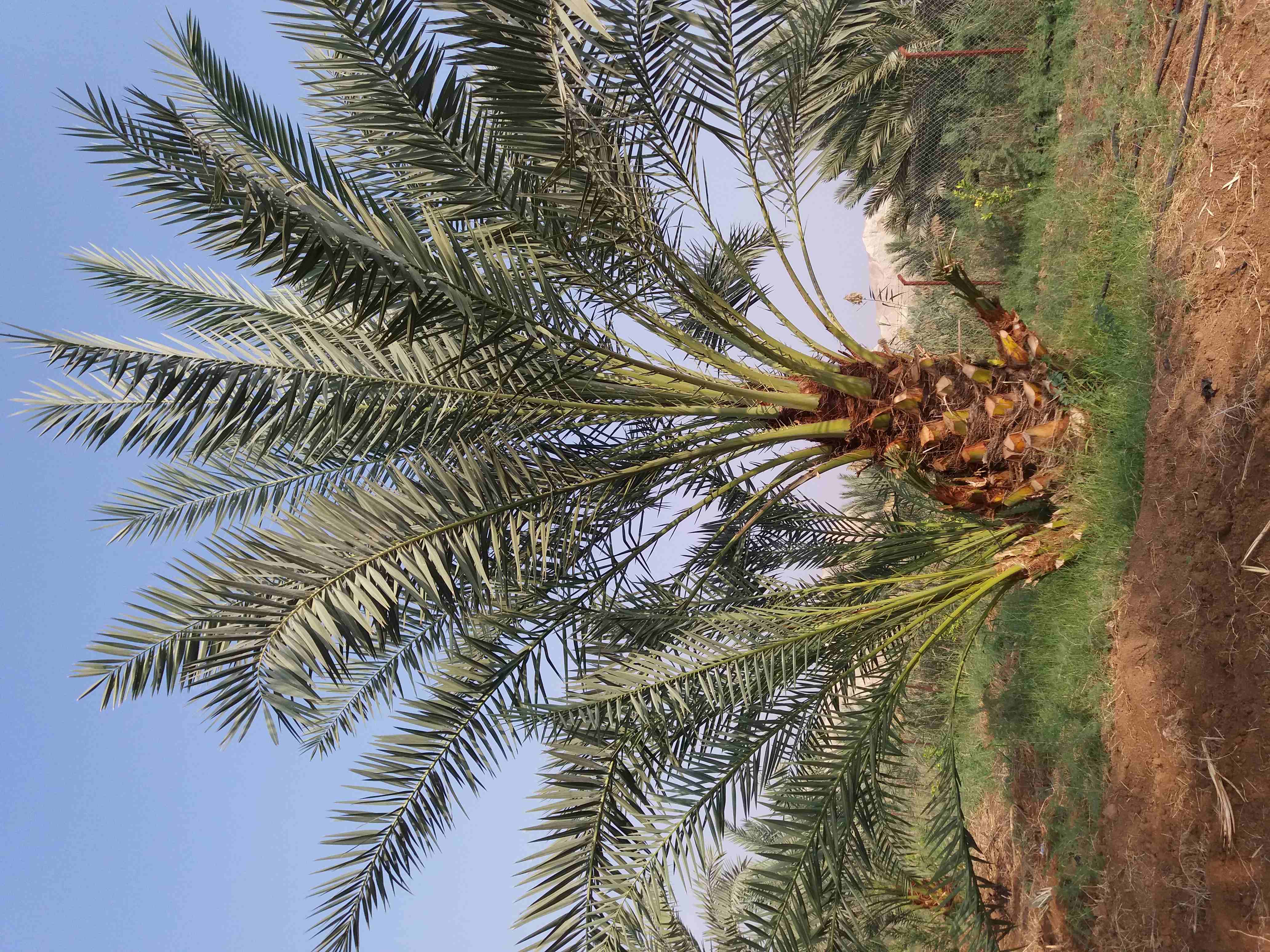 أشجار نخيل مثمر
لا تنسَ أنك شاهدت هذا الإعلان في عنكبوت
برحي.. والشجر مروي مي حلوة يعني ما فيه أي...
