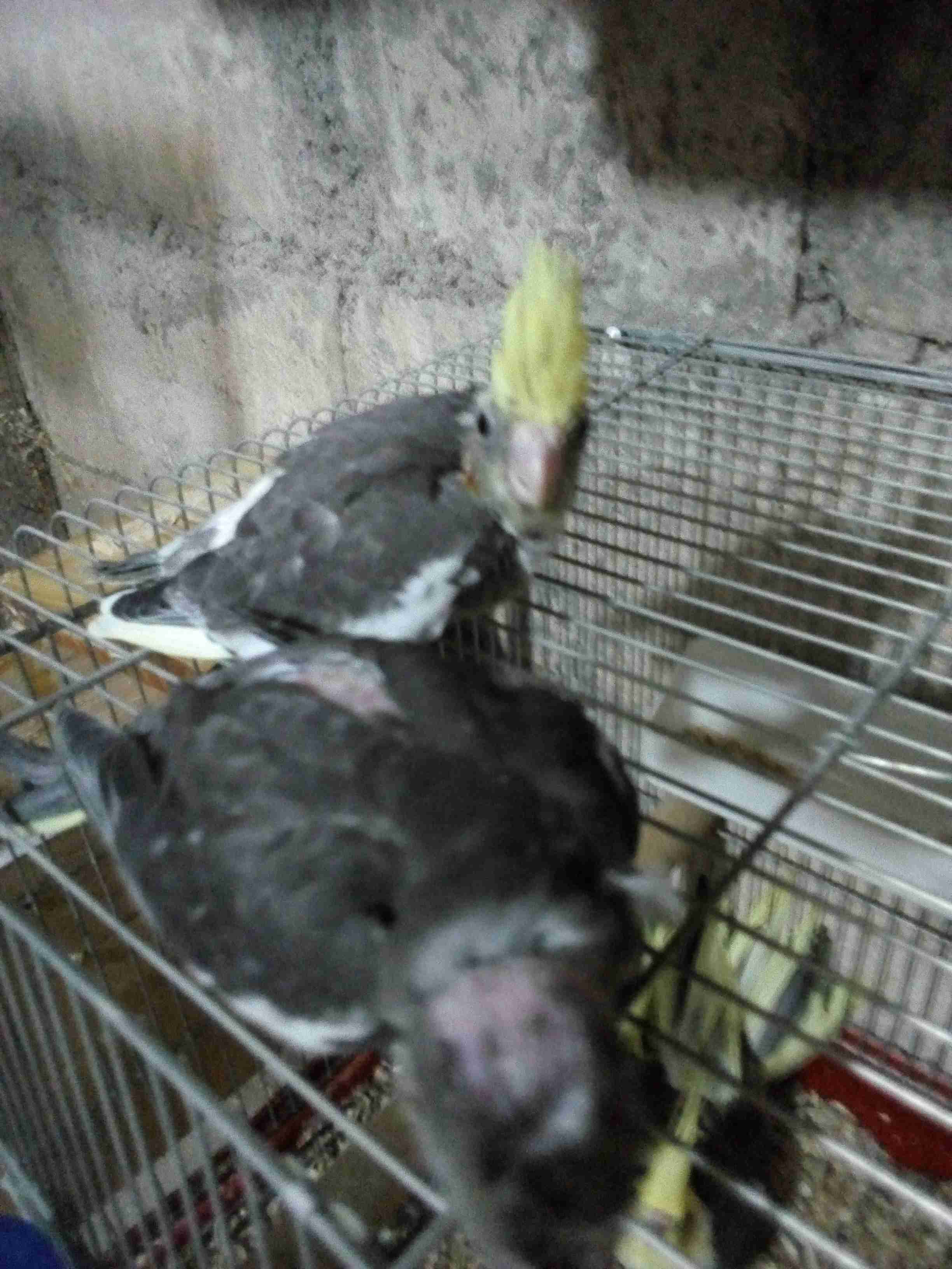 فرخين كوكتيل للزق اليدوي والموالفة والتدريب
لا تنسَ أنك شاهدت هذا الإعلان في عنكبوت
فرخين كوك...